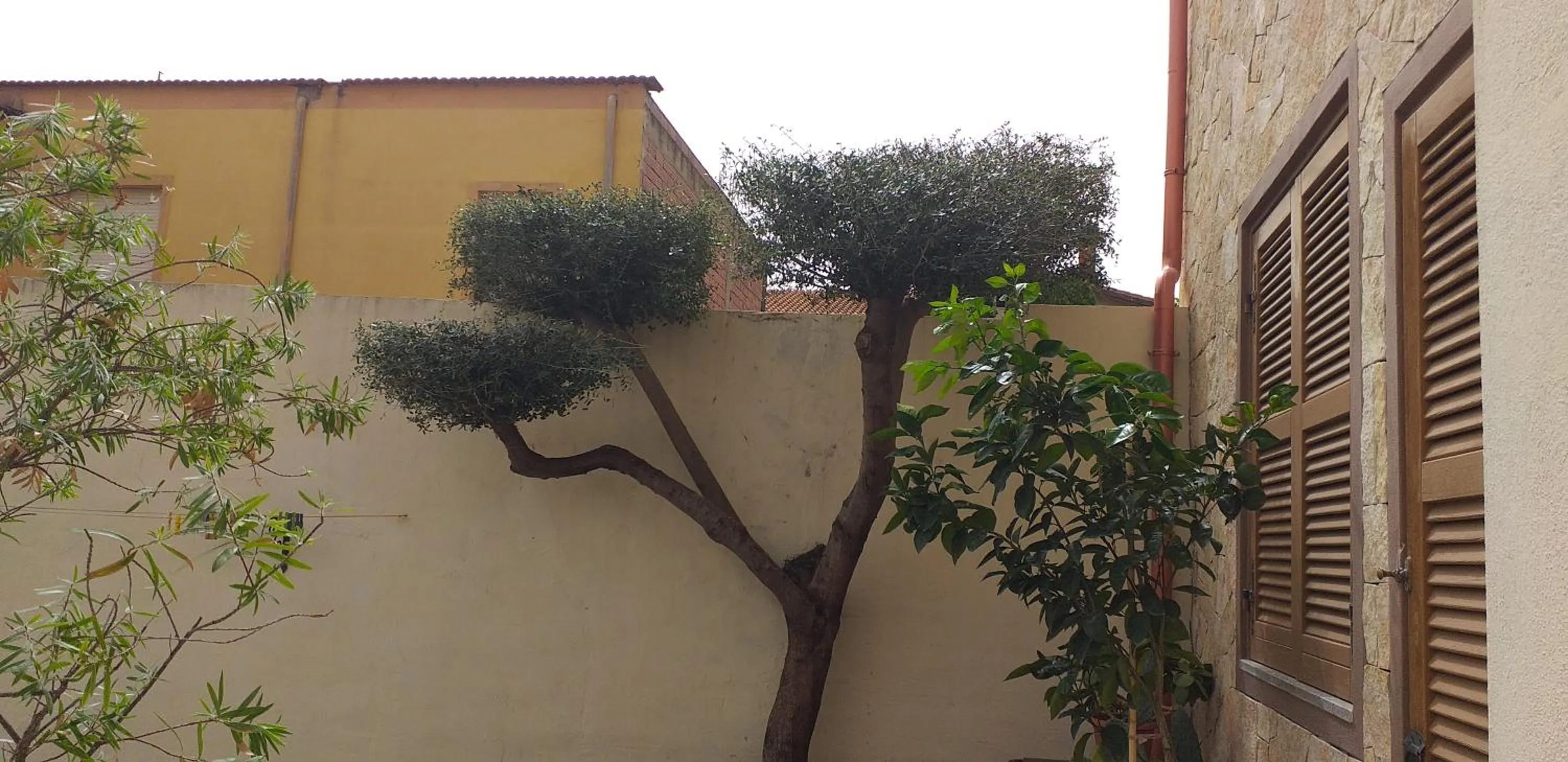 Il Vecchio Ginepro