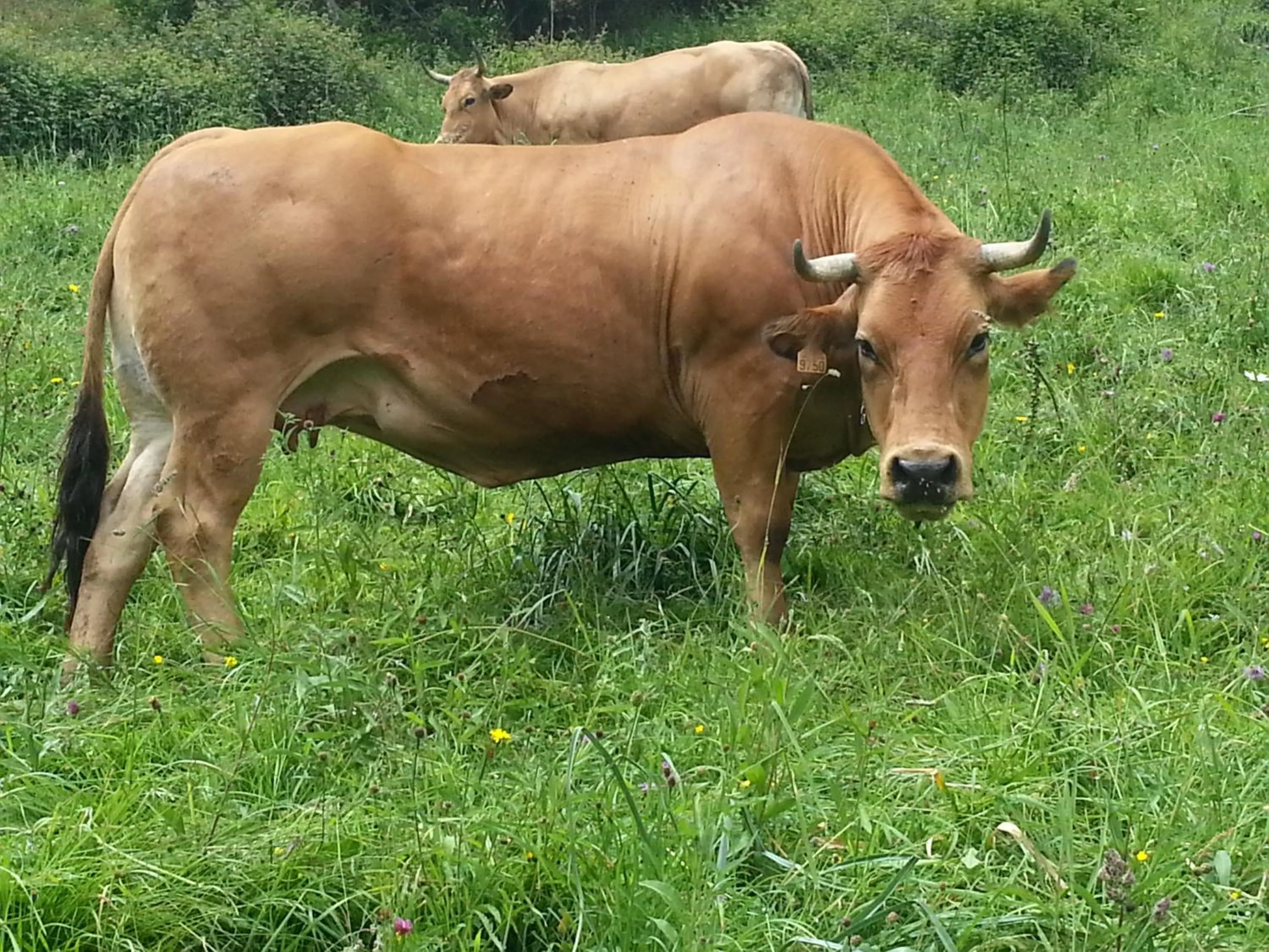 Animals in Alojamiento Calzada Romana