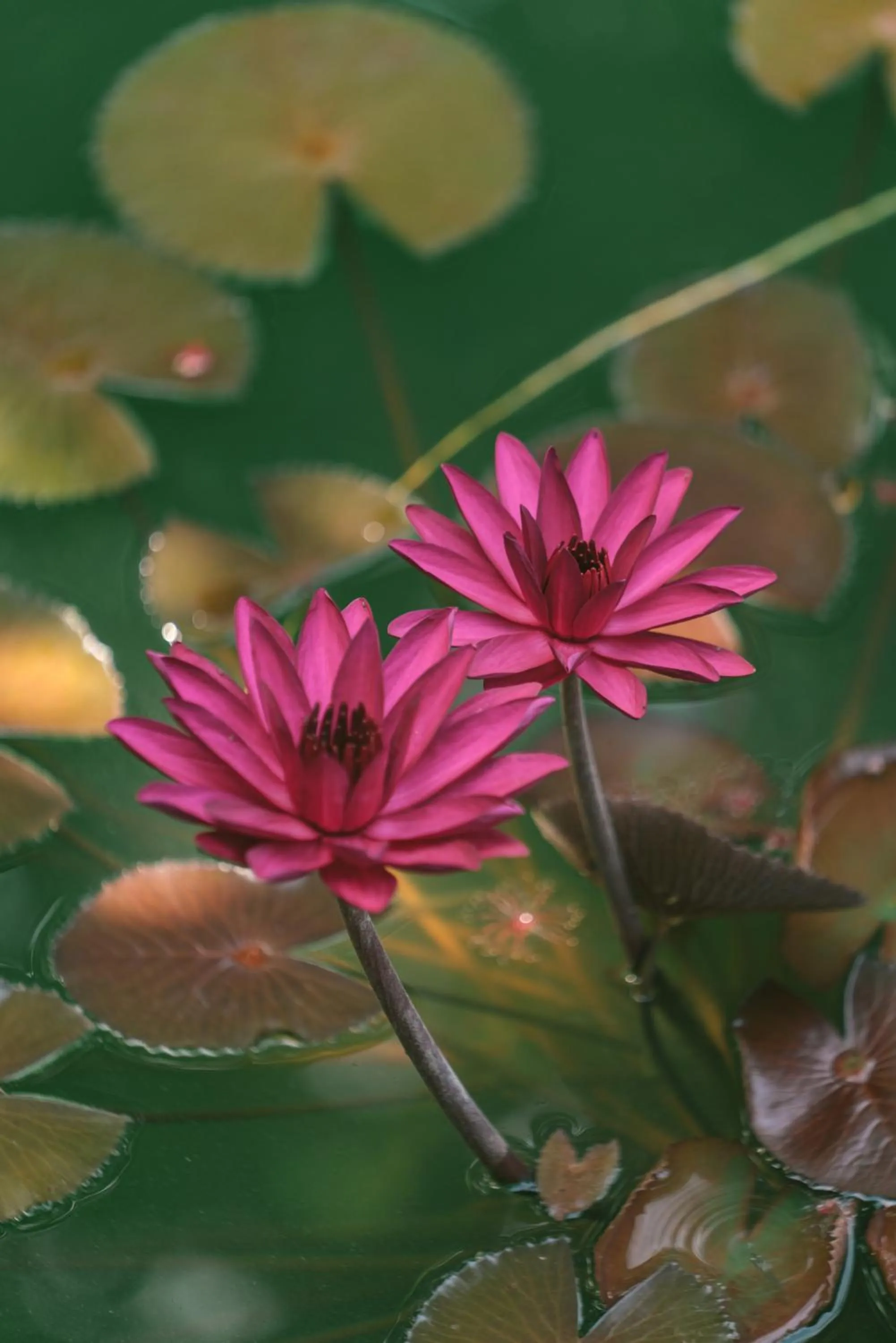 Lake view in Sứ Retreat Hoi An - Riverfront Resort