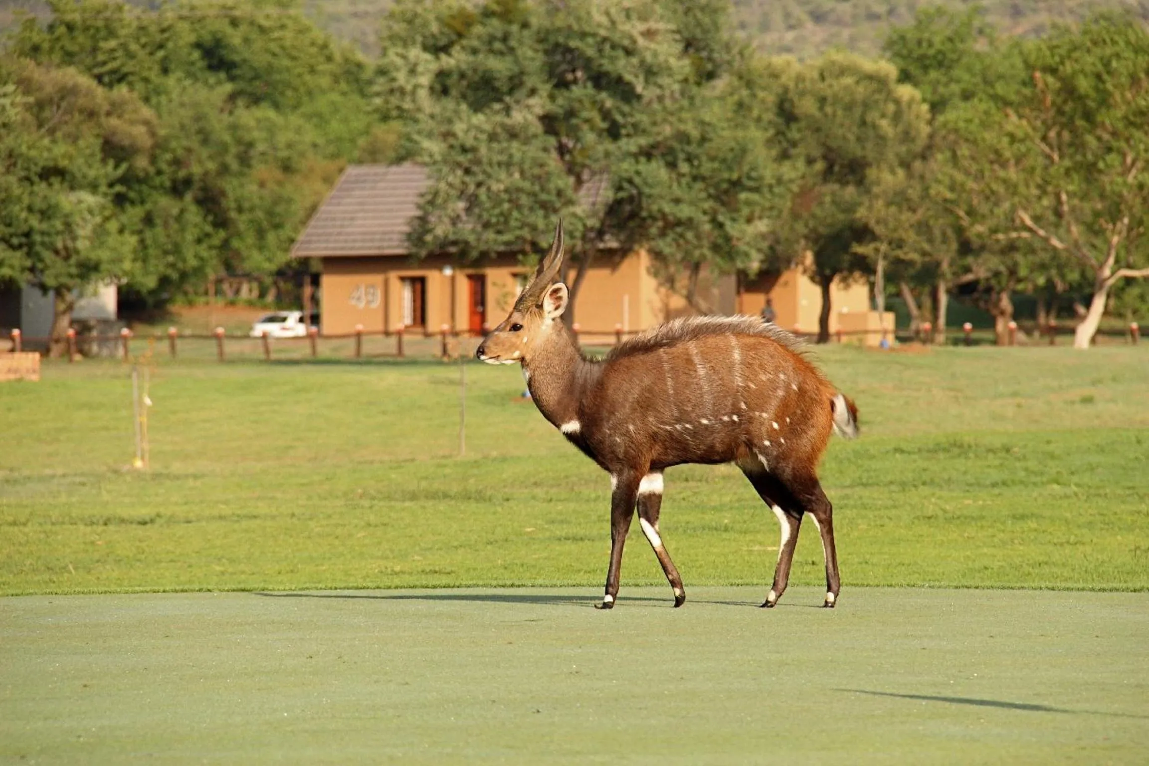 Golfcourse in First Group Magalies Park