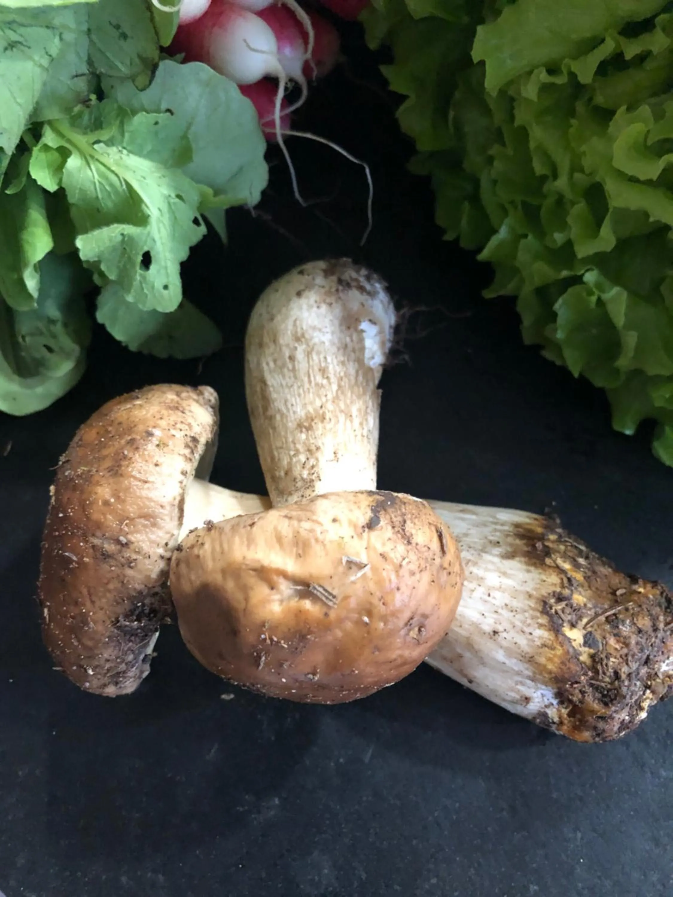 Le Trésor des Templiers