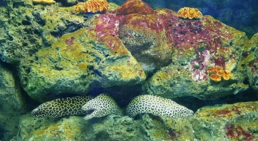 The Sez Hotel Bangsaen The Sez Hotel Bangsaen