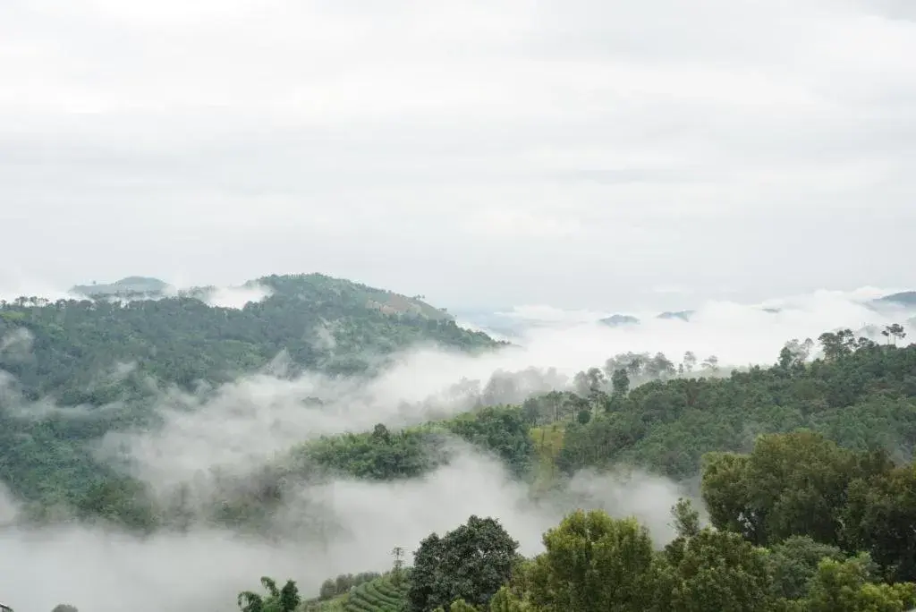 101 Tea Green View 101 Tea Green View