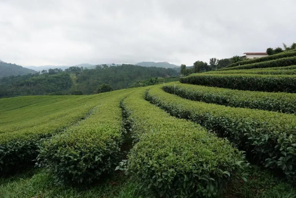 101 Tea Green View 101 Tea Green View