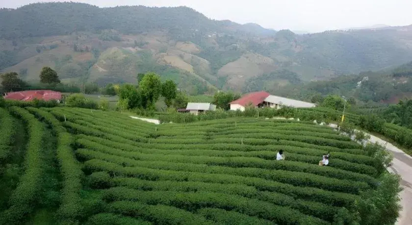 101 Tea Green View 101 Tea Green View