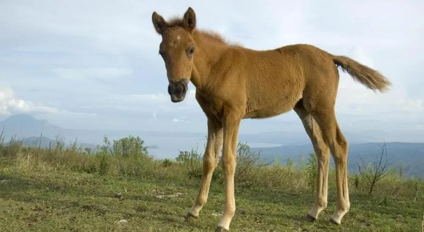 Days Hotel by Wyndham Tagaytay