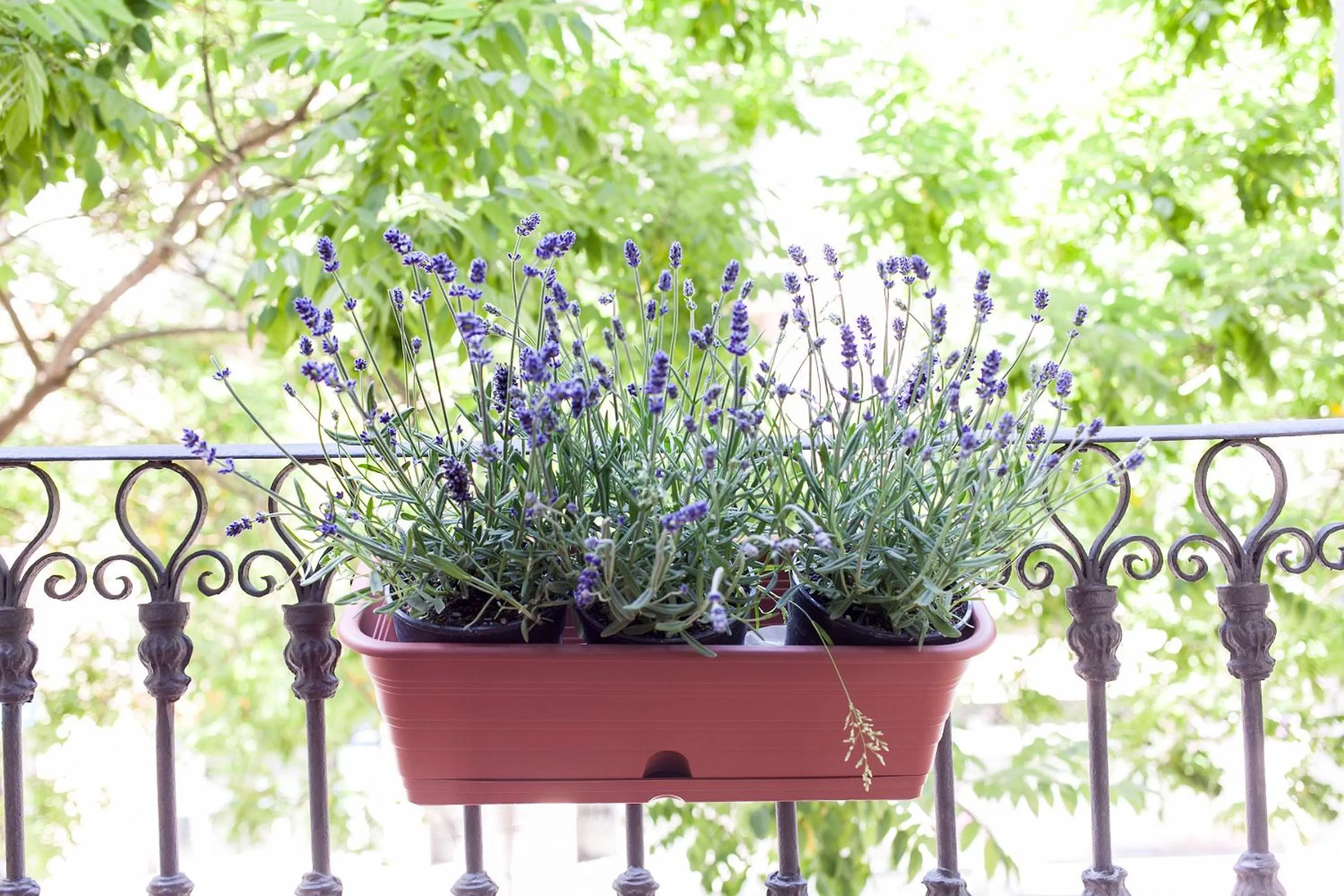 Balcony/Terrace in Habitat Apartments ADN