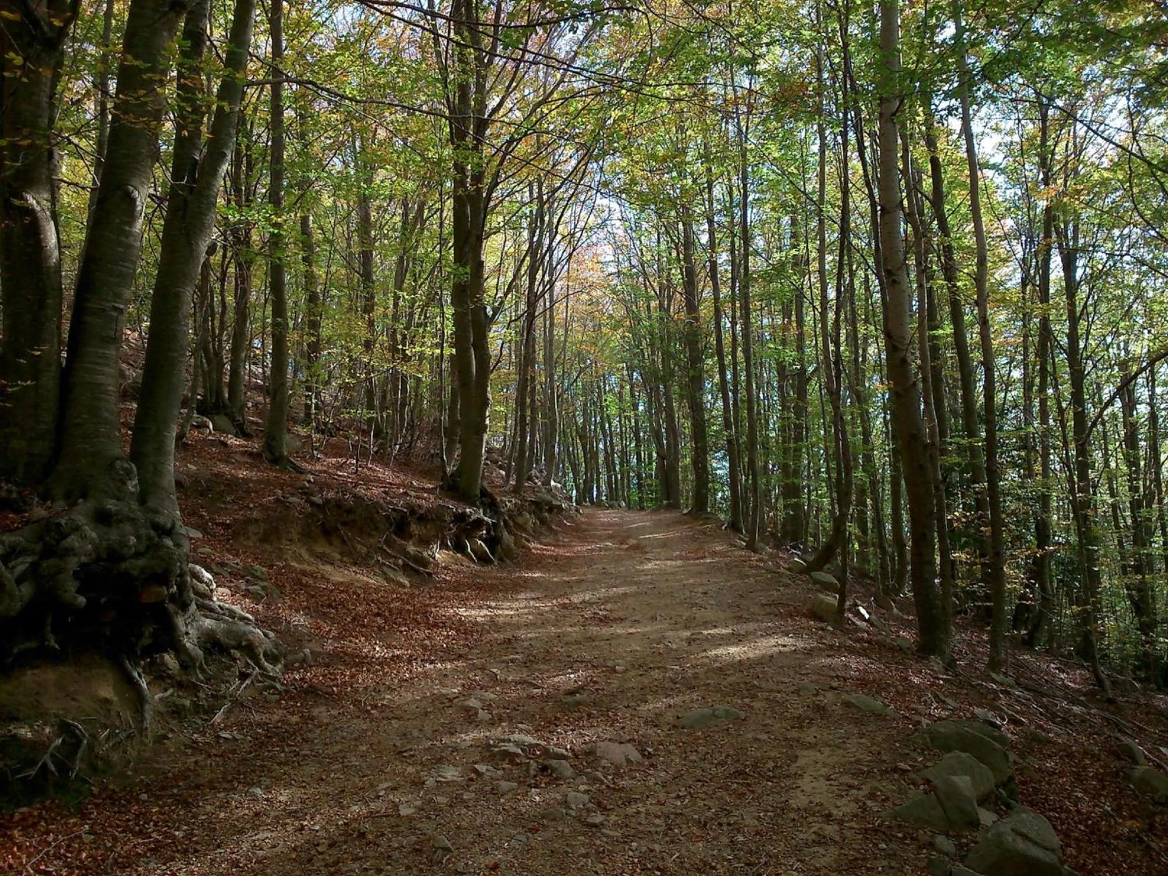Natural landscape in Hostal Montsoliu