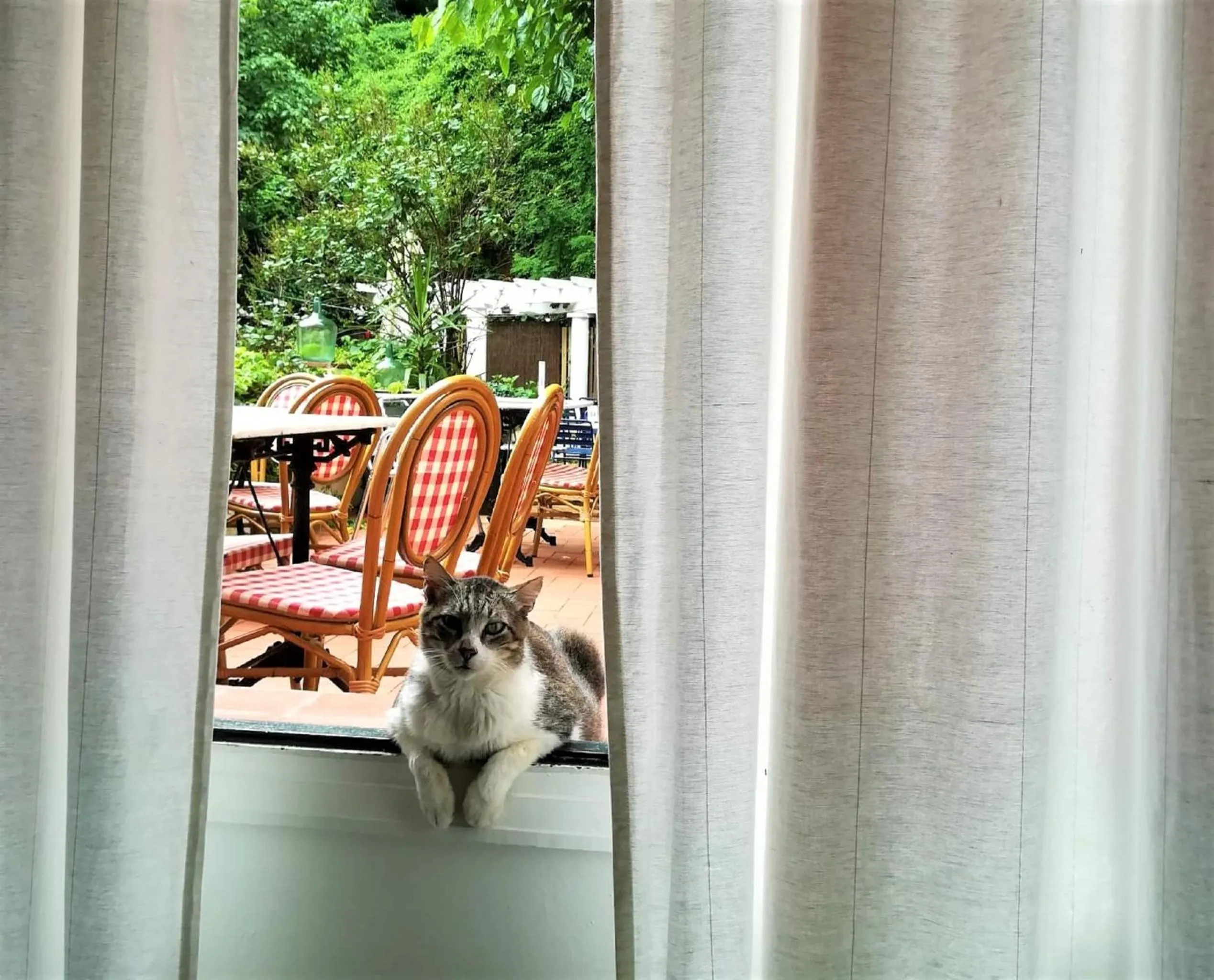 Garden in Hostal Montsoliu