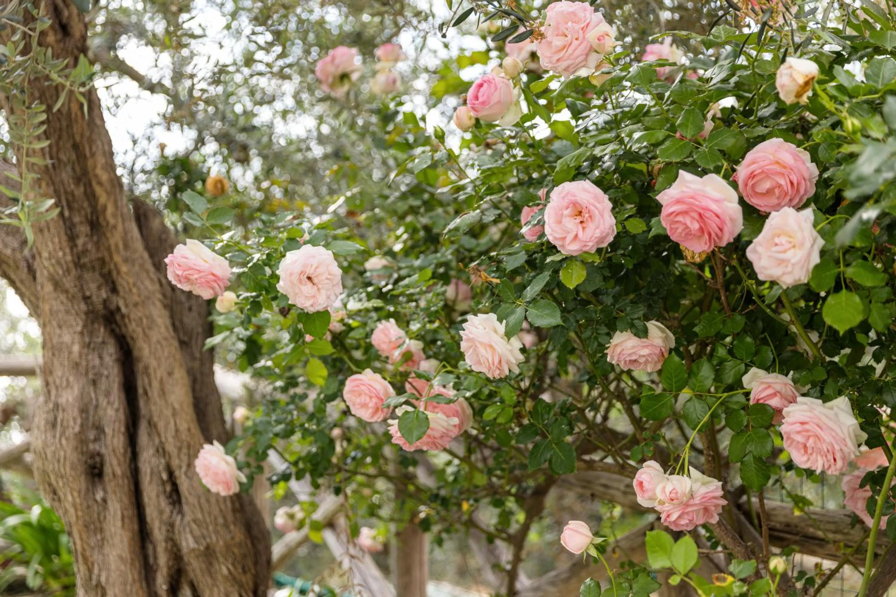 Garden in Casa Clementina Marciano