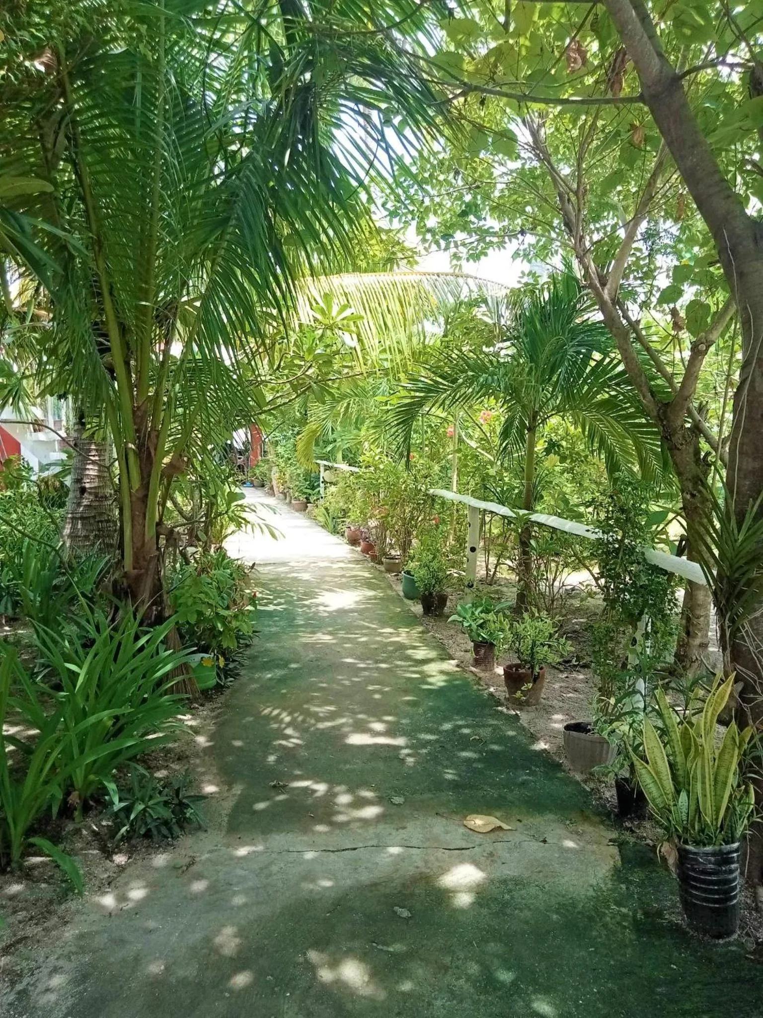 Natural landscape in Malapascua Beach and Dive Resort