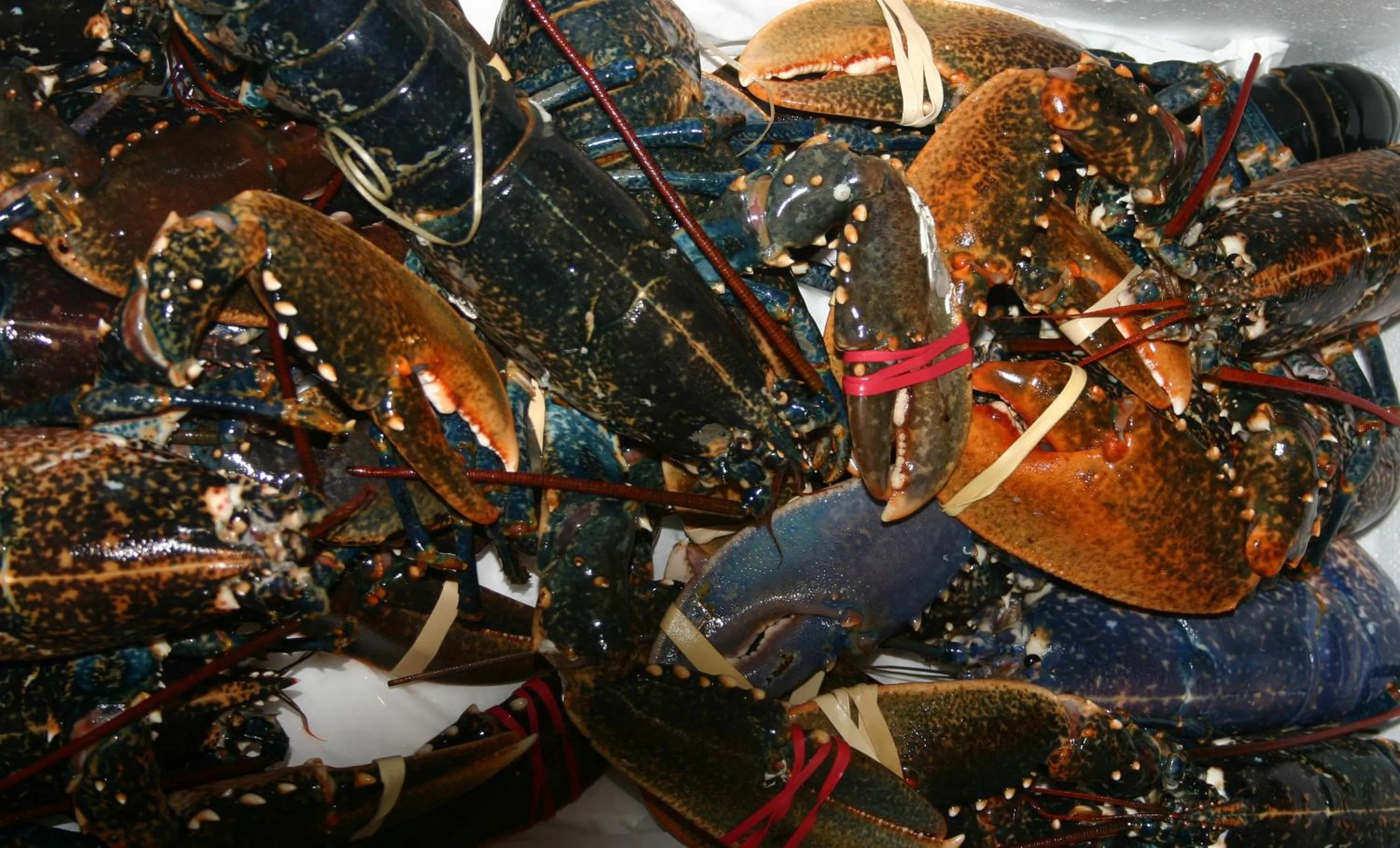 Food in Hotel Restaurant de Boekanier