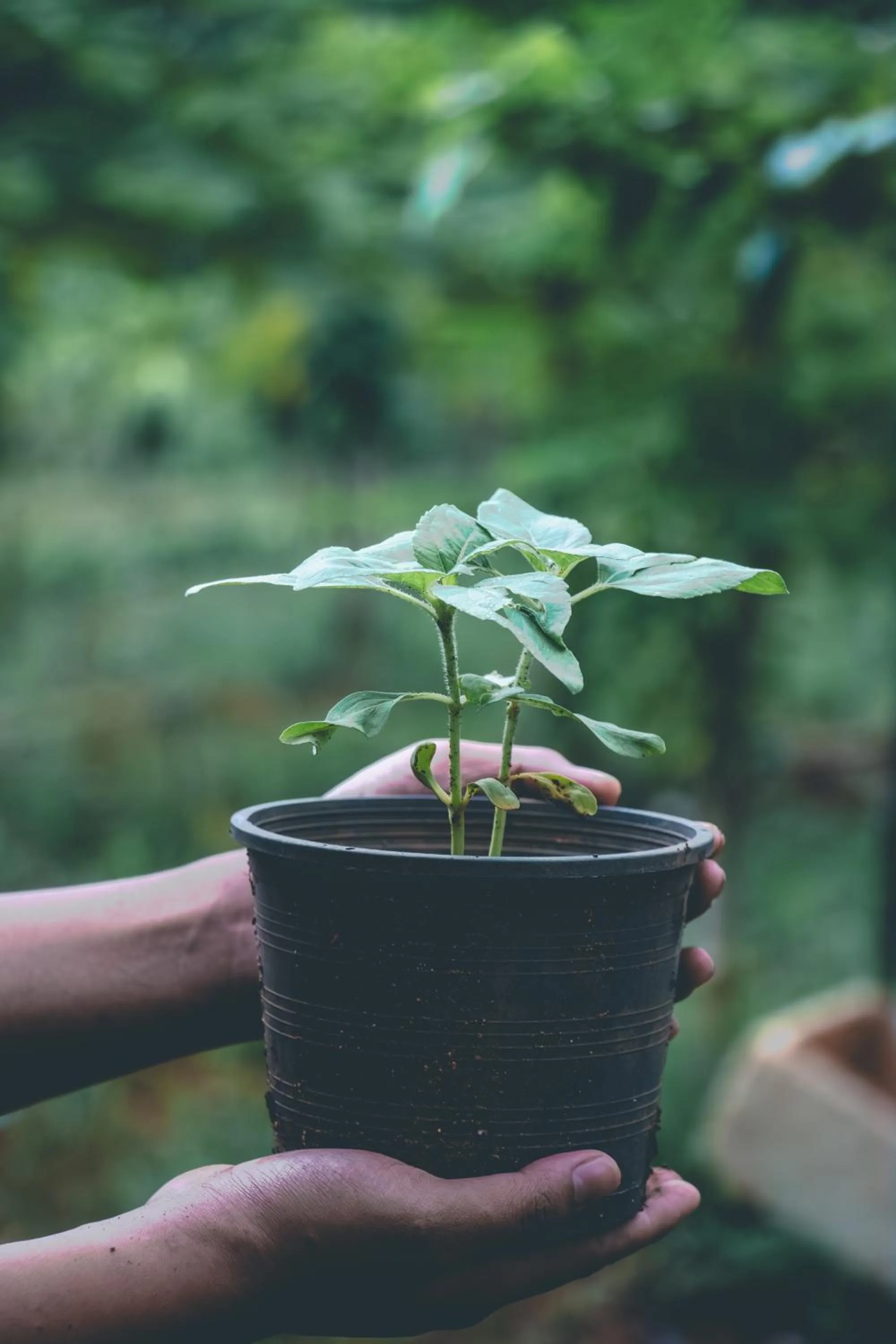 Day in Victoria Cliff Hotel & Resort, Kawthaung