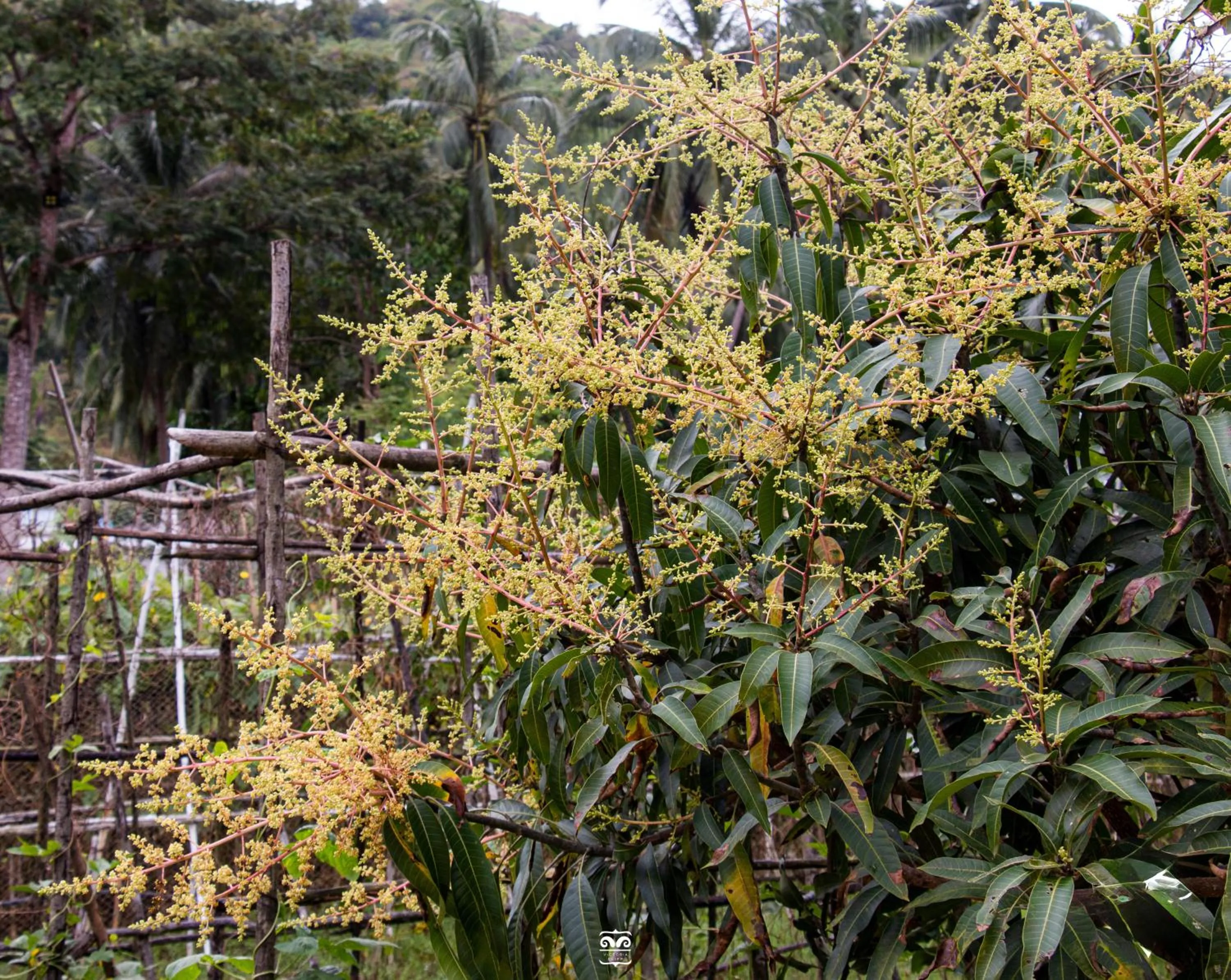 Day in Victoria Cliff Hotel & Resort, Kawthaung