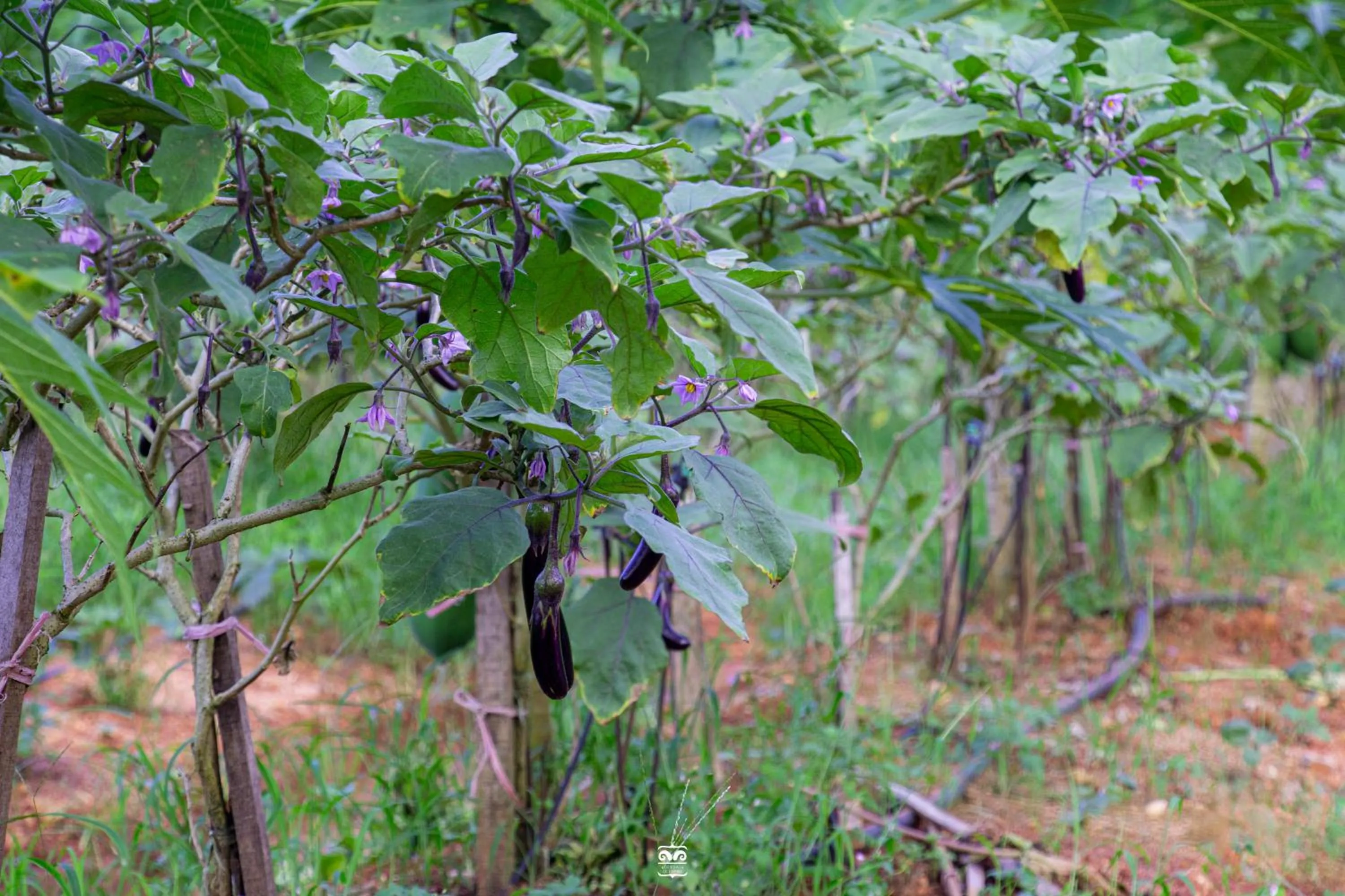 Spring in Victoria Cliff Hotel & Resort, Kawthaung