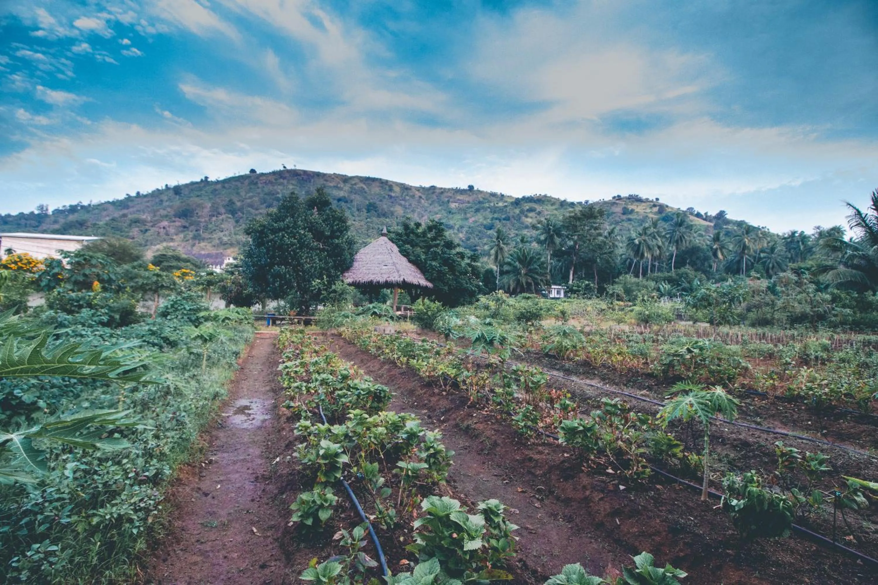 Spring in Victoria Cliff Hotel & Resort, Kawthaung