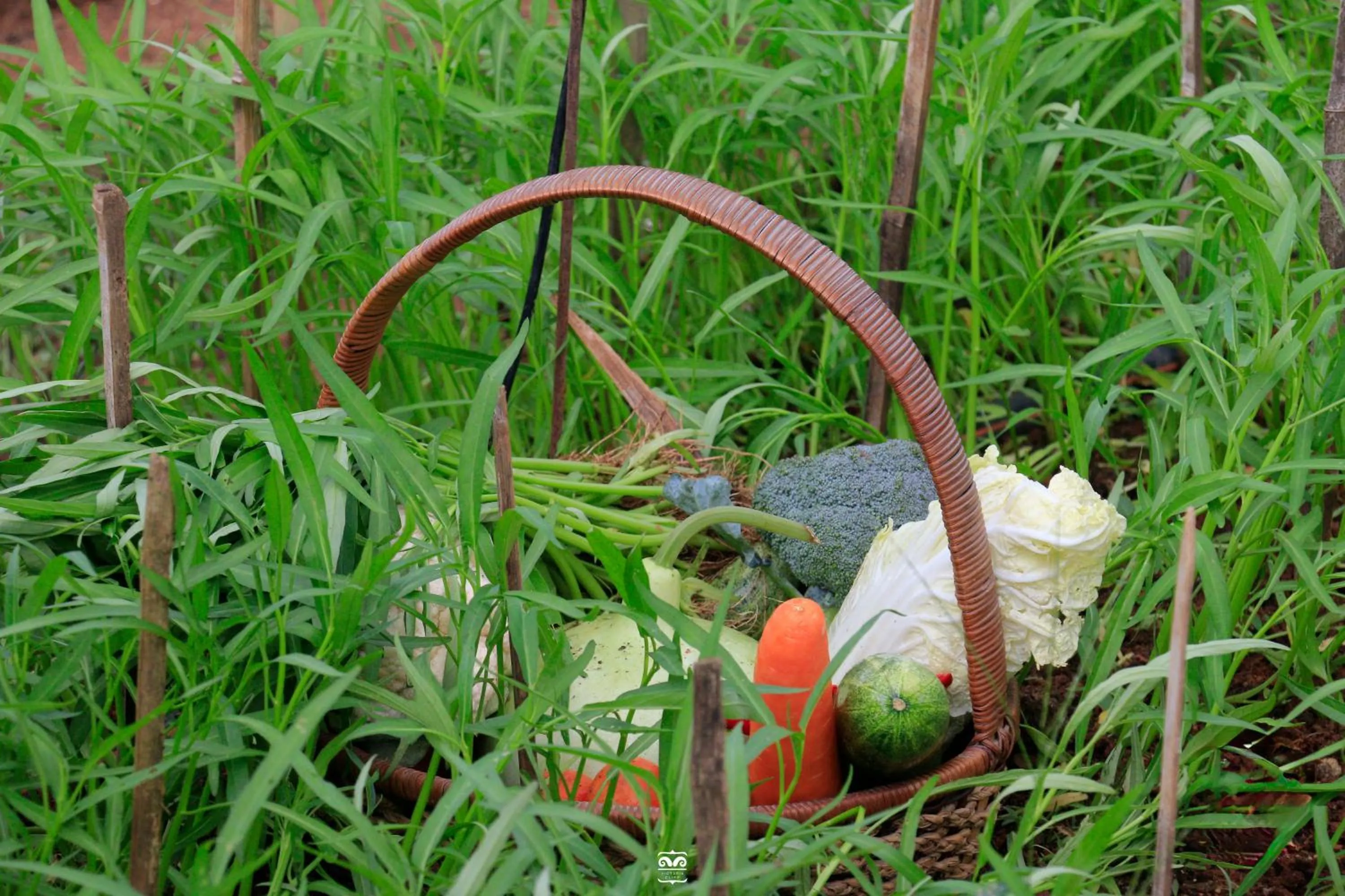 Spring in Victoria Cliff Hotel & Resort, Kawthaung