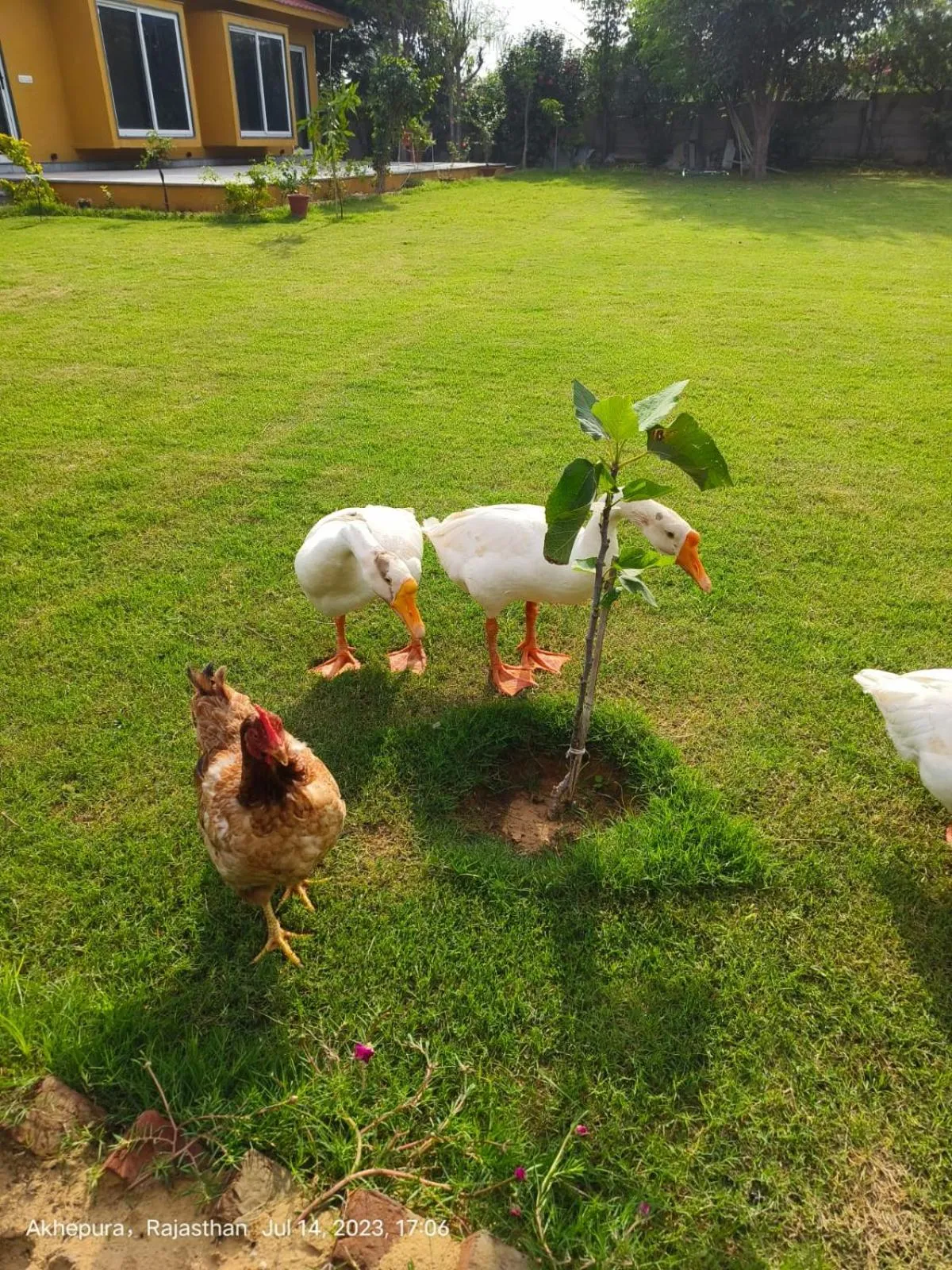 Spring in GiriSadan Organic Retreat & Experiences