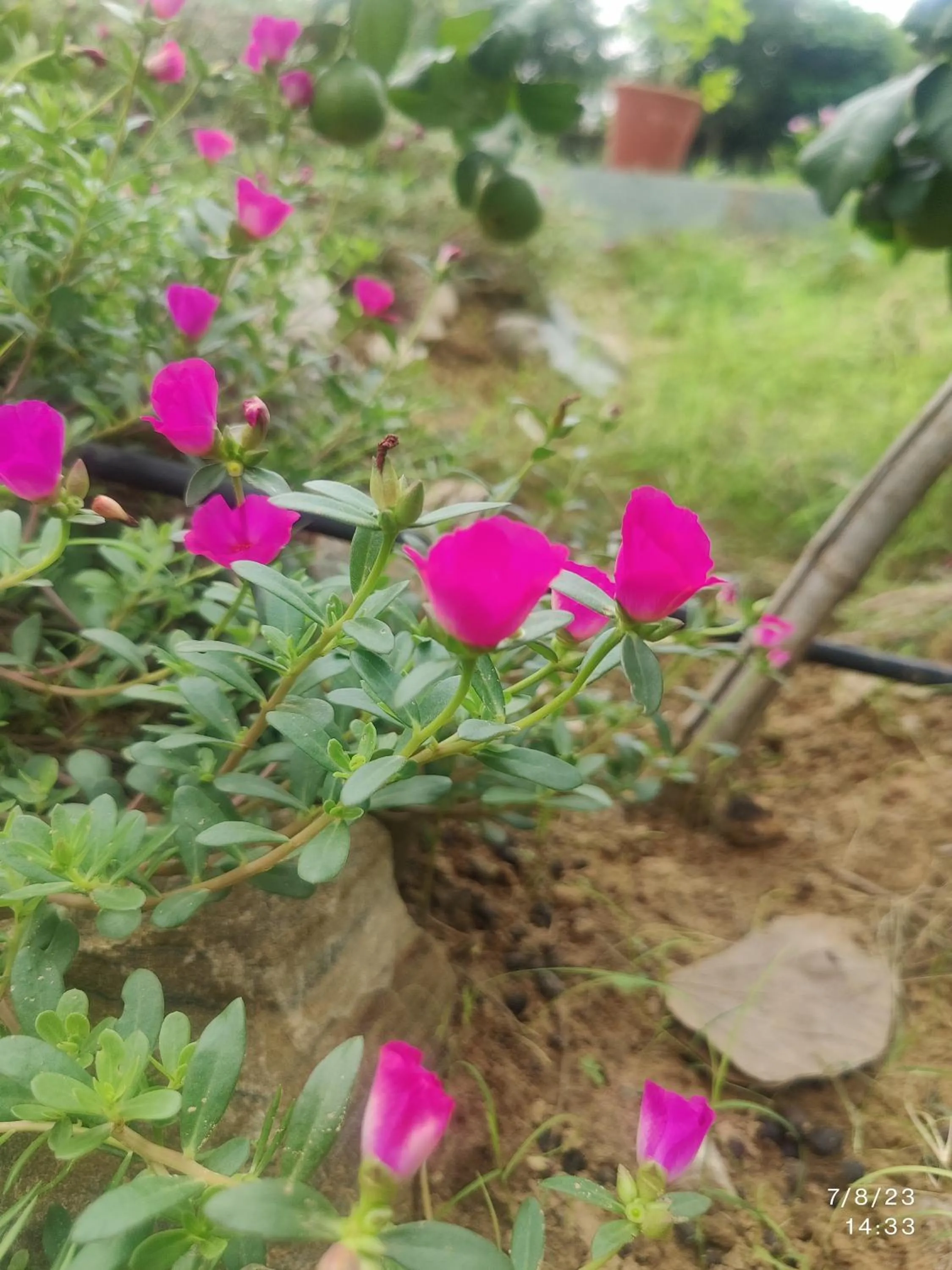 Garden in GiriSadan Organic Retreat & Experiences