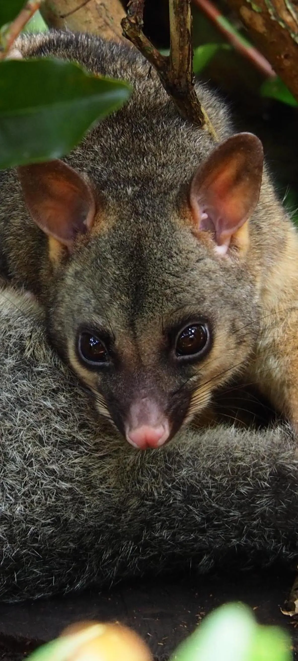 children in Atherton Blue Gum
