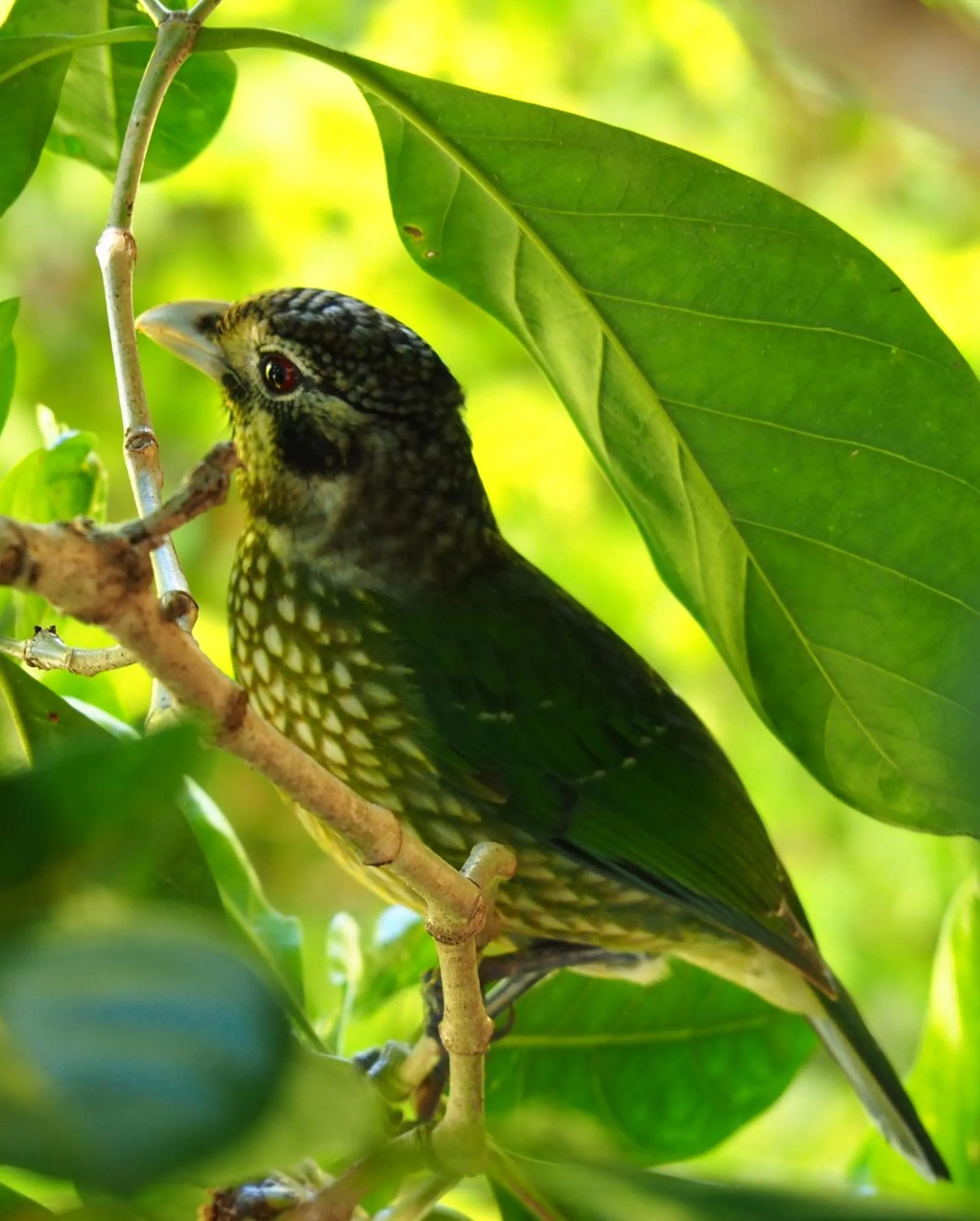 children in Atherton Blue Gum