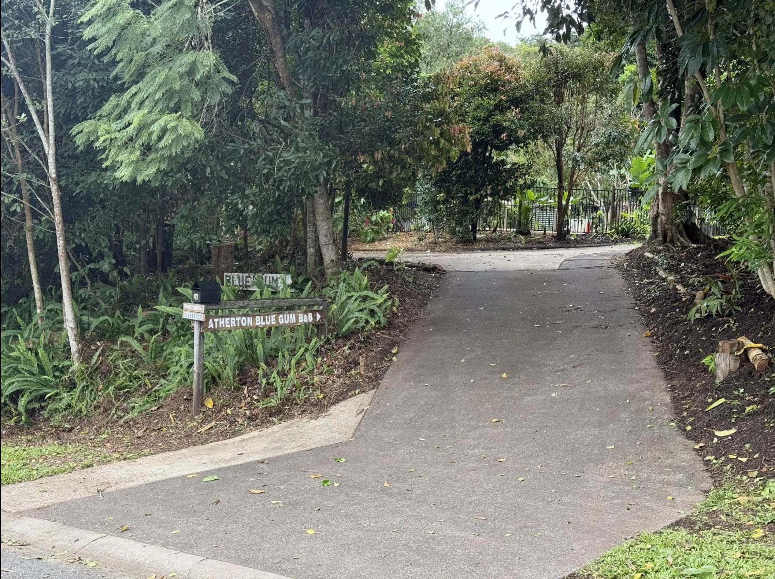 Garden in Atherton Blue Gum