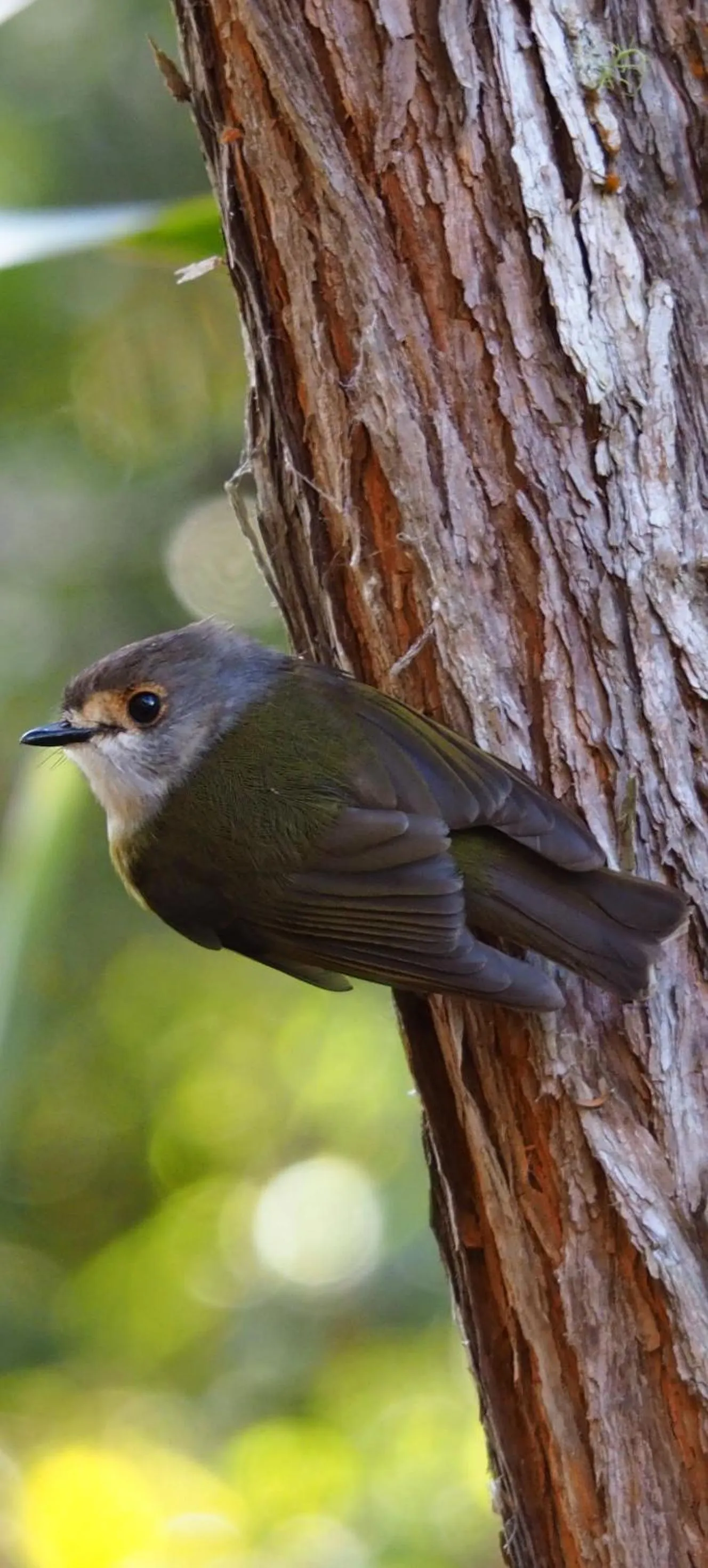 children in Atherton Blue Gum