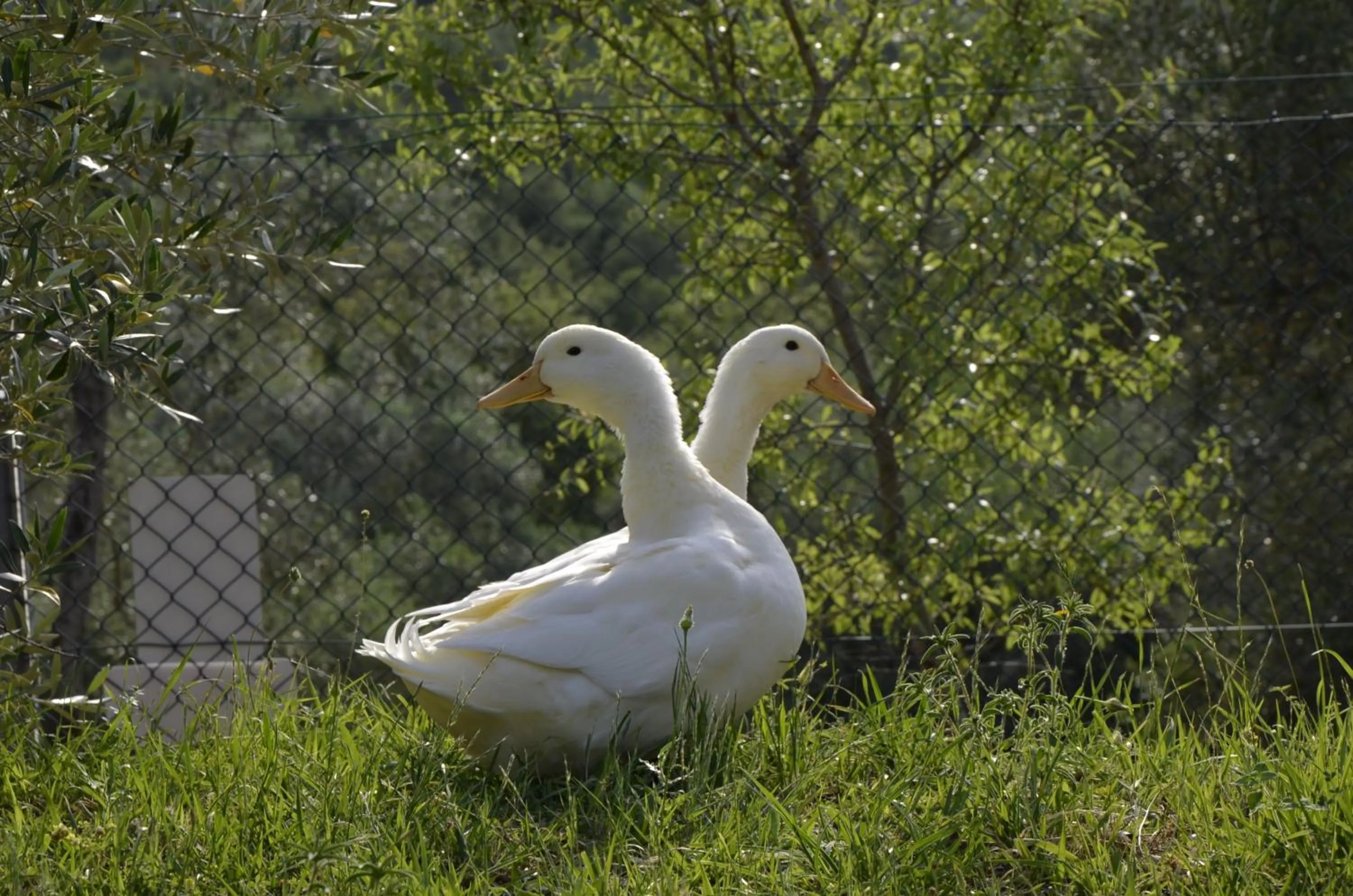 Pets in Piccolo Relais Galletto di Marzo Spa e relax solo per due