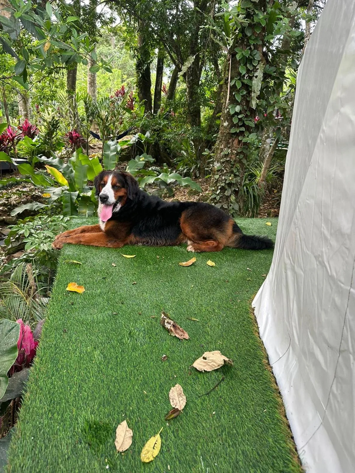 Pets in Palo Alto Glamping Hotel