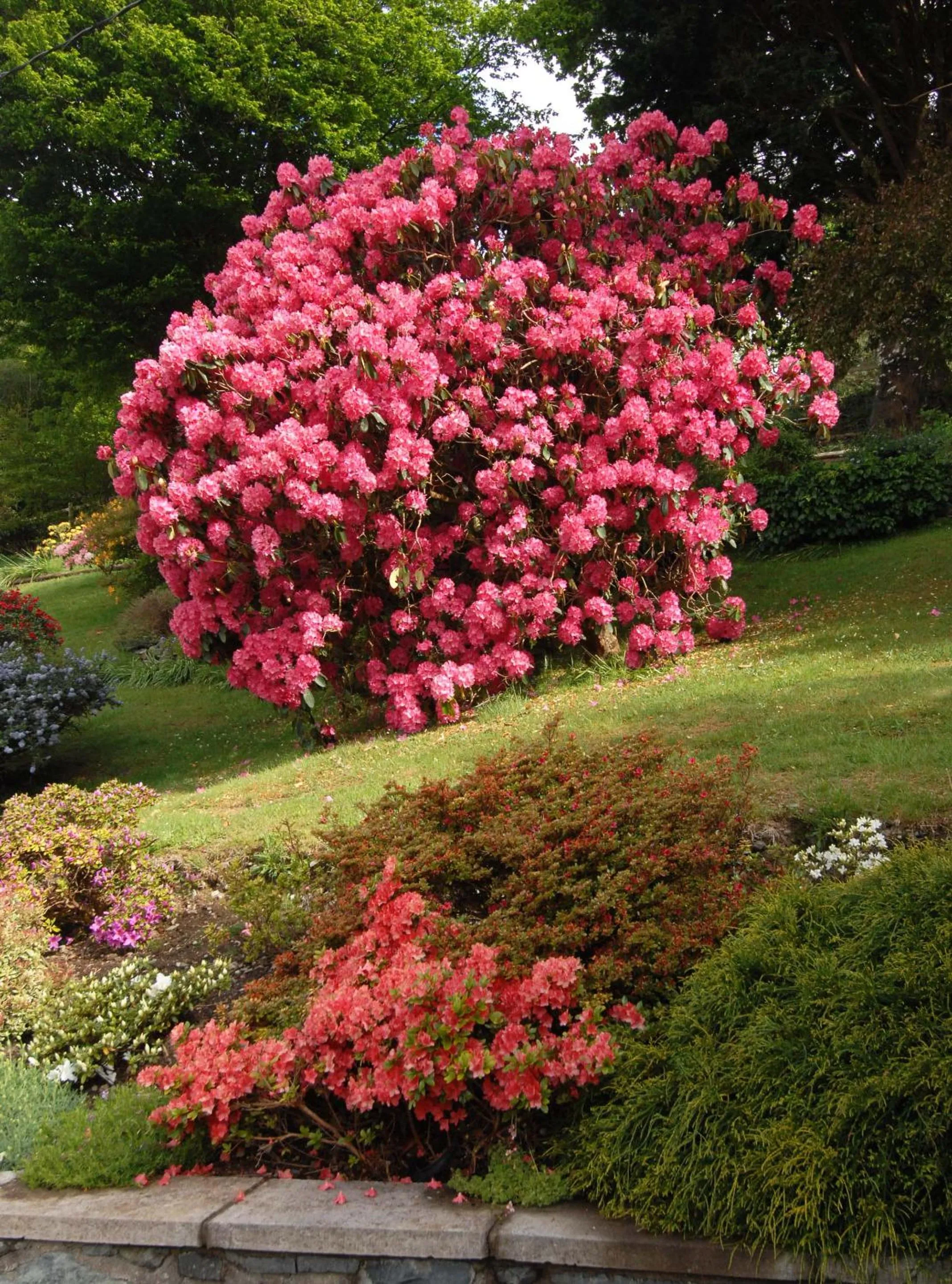Garden in Dwy Olwyn