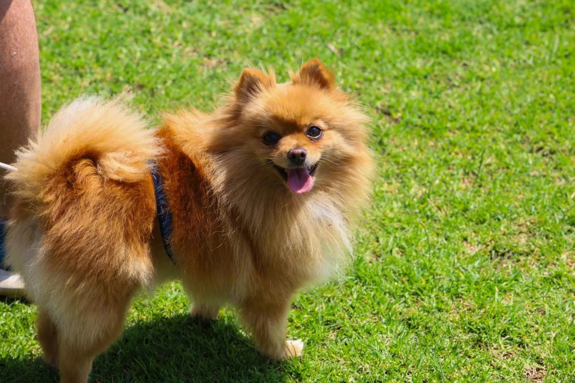 pet friendly in First Group Qwantani