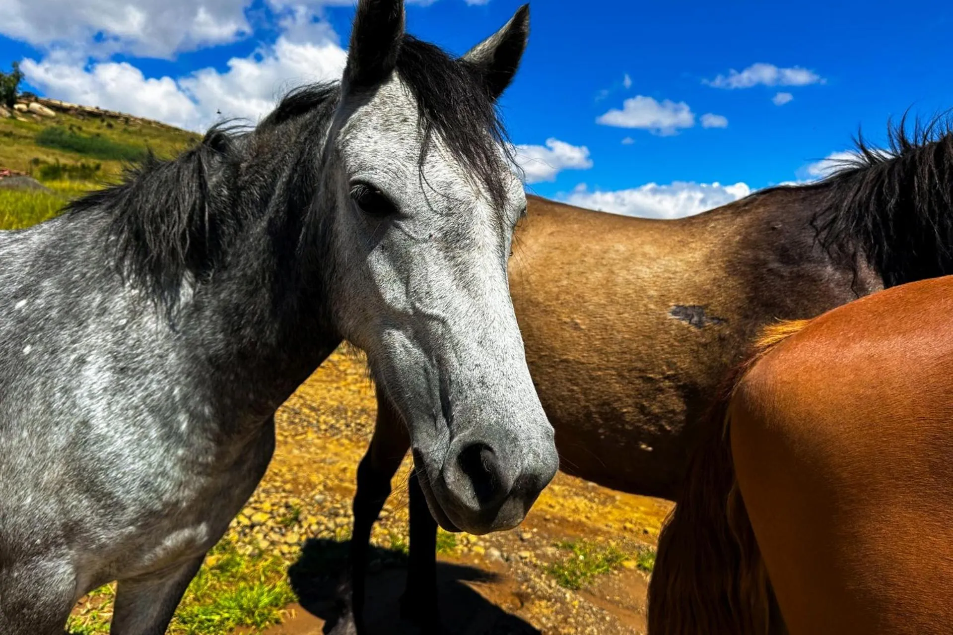 Horse-riding in First Group Qwantani