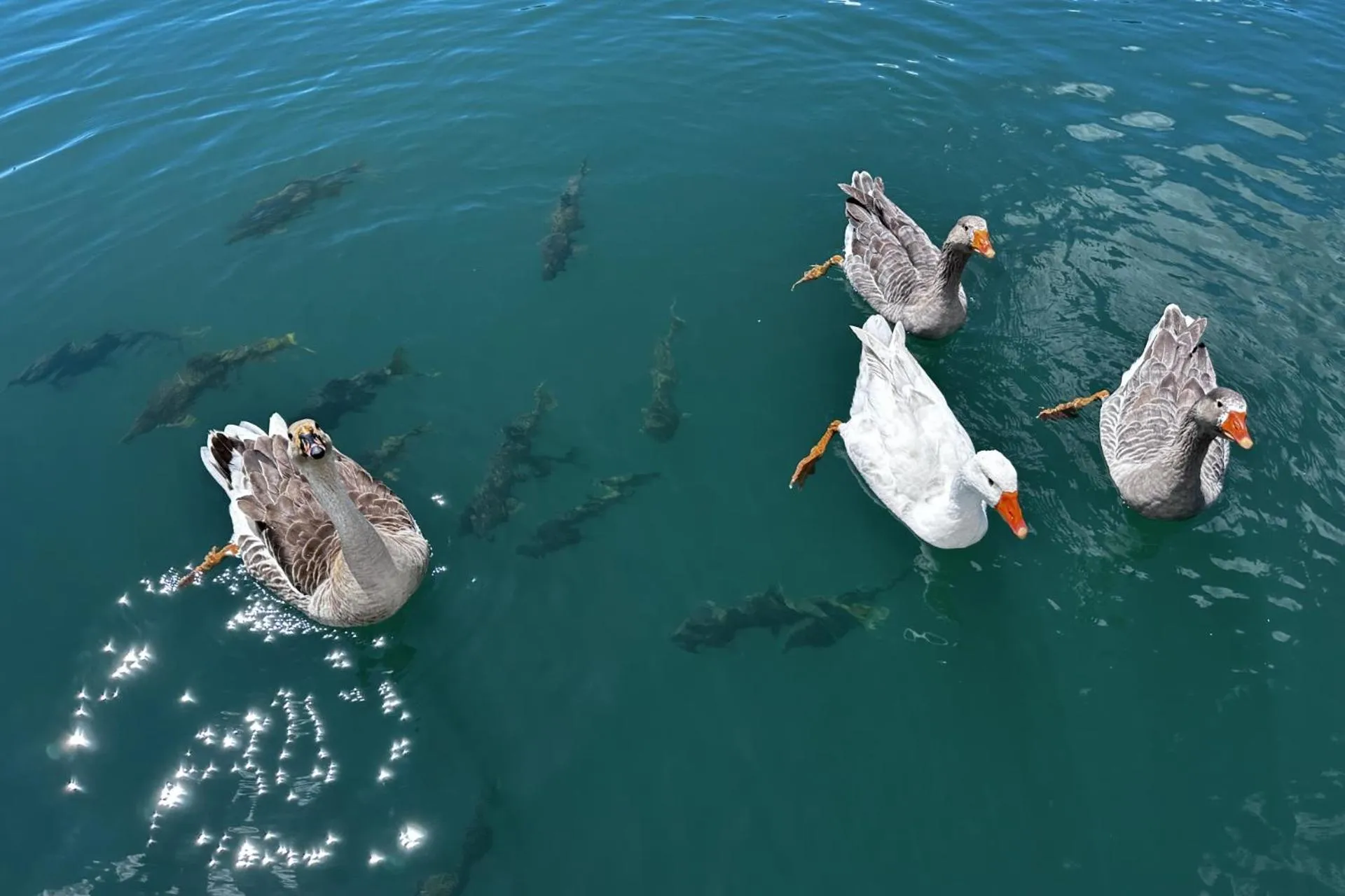 Animals in First Group Qwantani