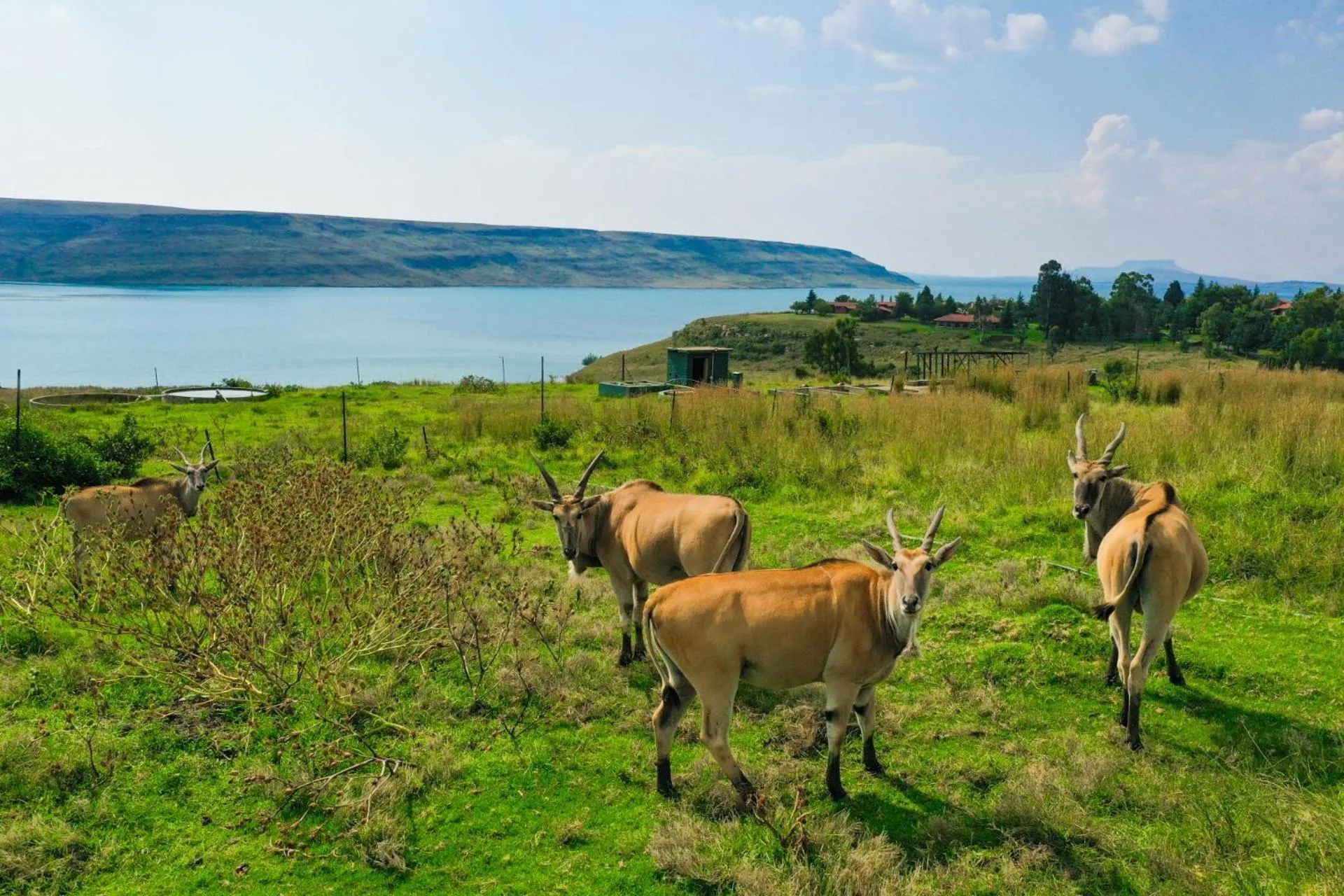 Animals in First Group Qwantani