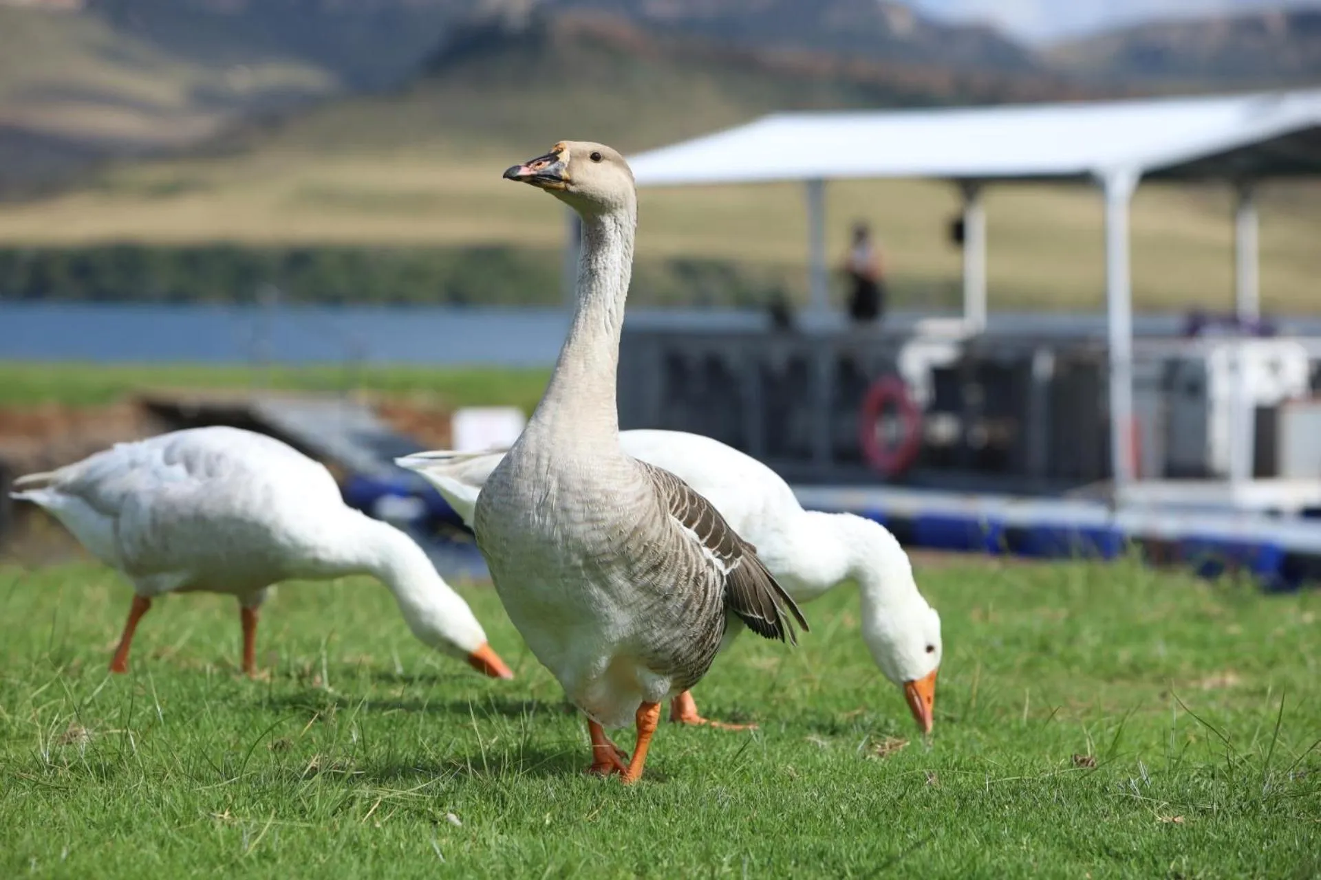 Animals in First Group Qwantani