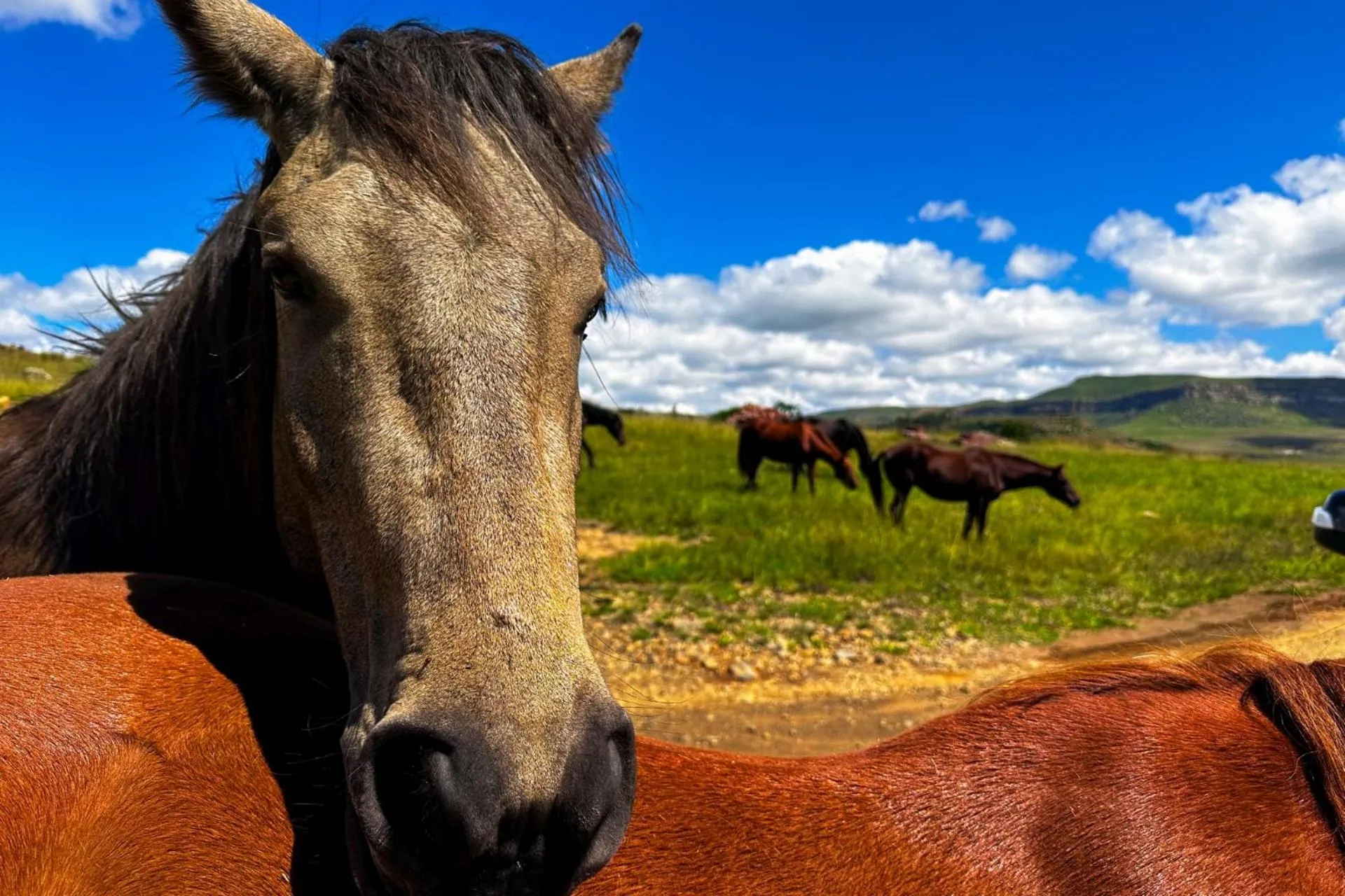 Horse-riding in First Group Qwantani