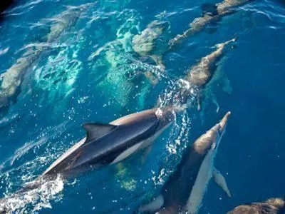 Activities in Salamander Bay Bed and Breakfast