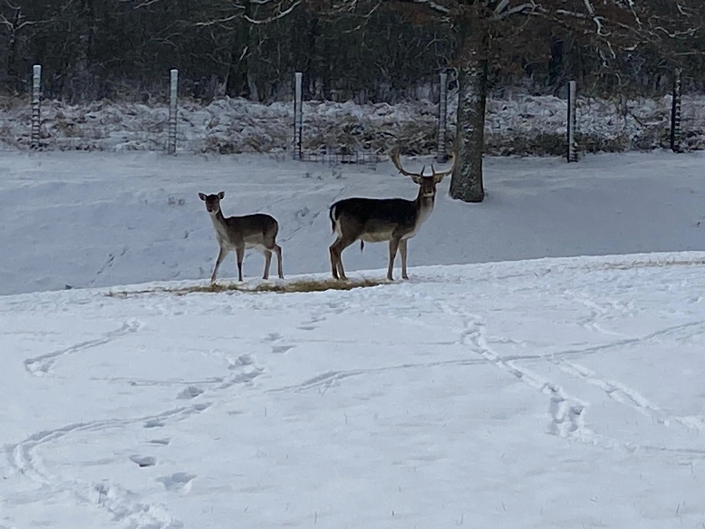 Winter in B&B Le Briquemont