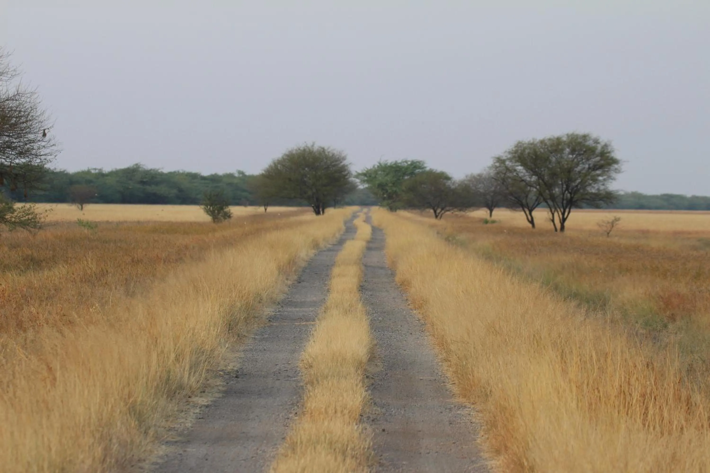 The Blackbuck Trails Velavadar