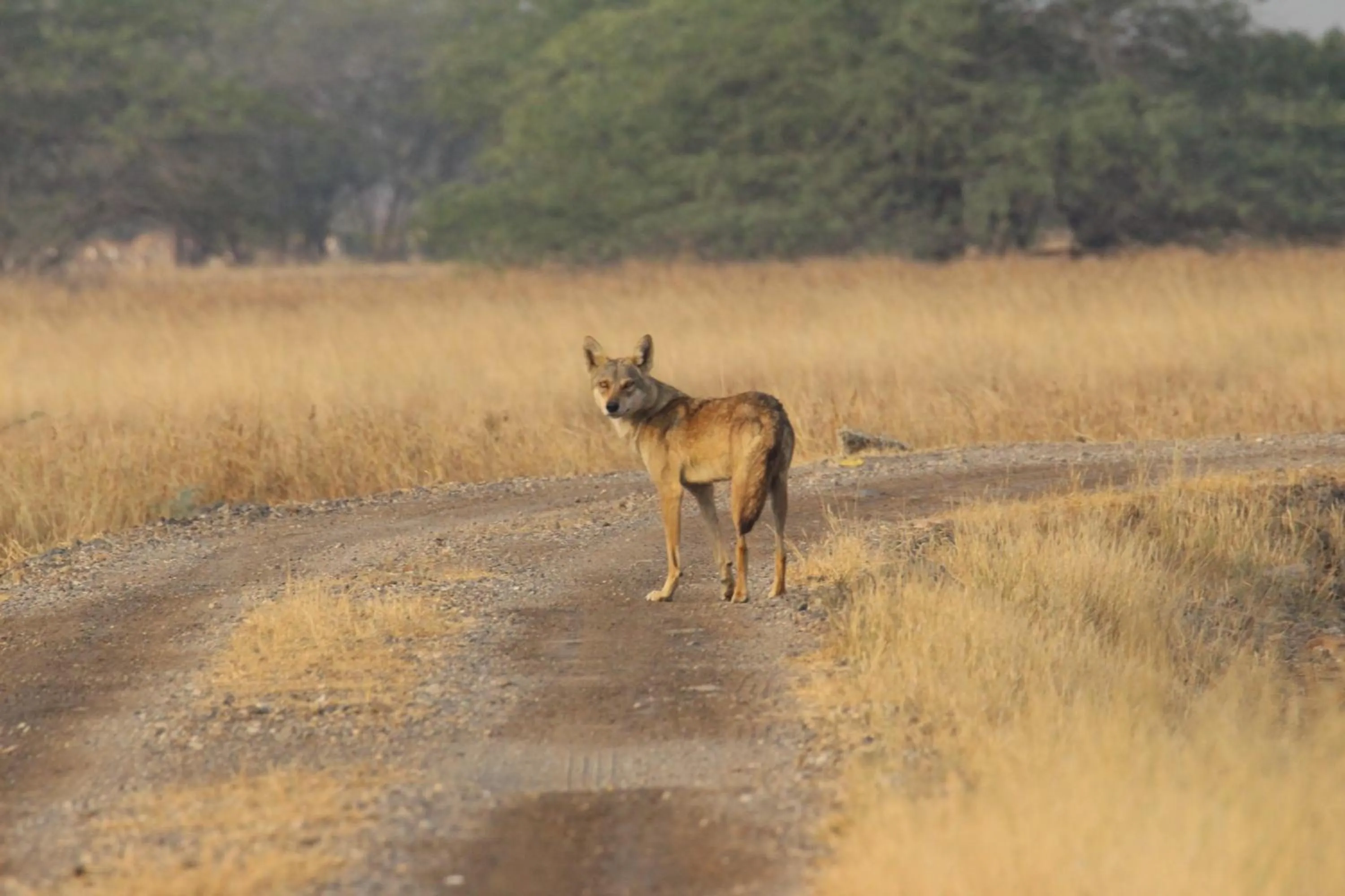 The Blackbuck Trails Velavadar