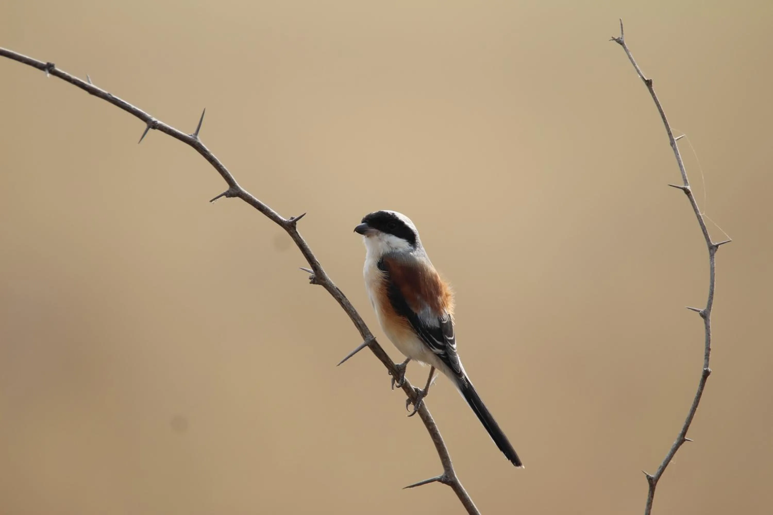 The Blackbuck Trails Velavadar