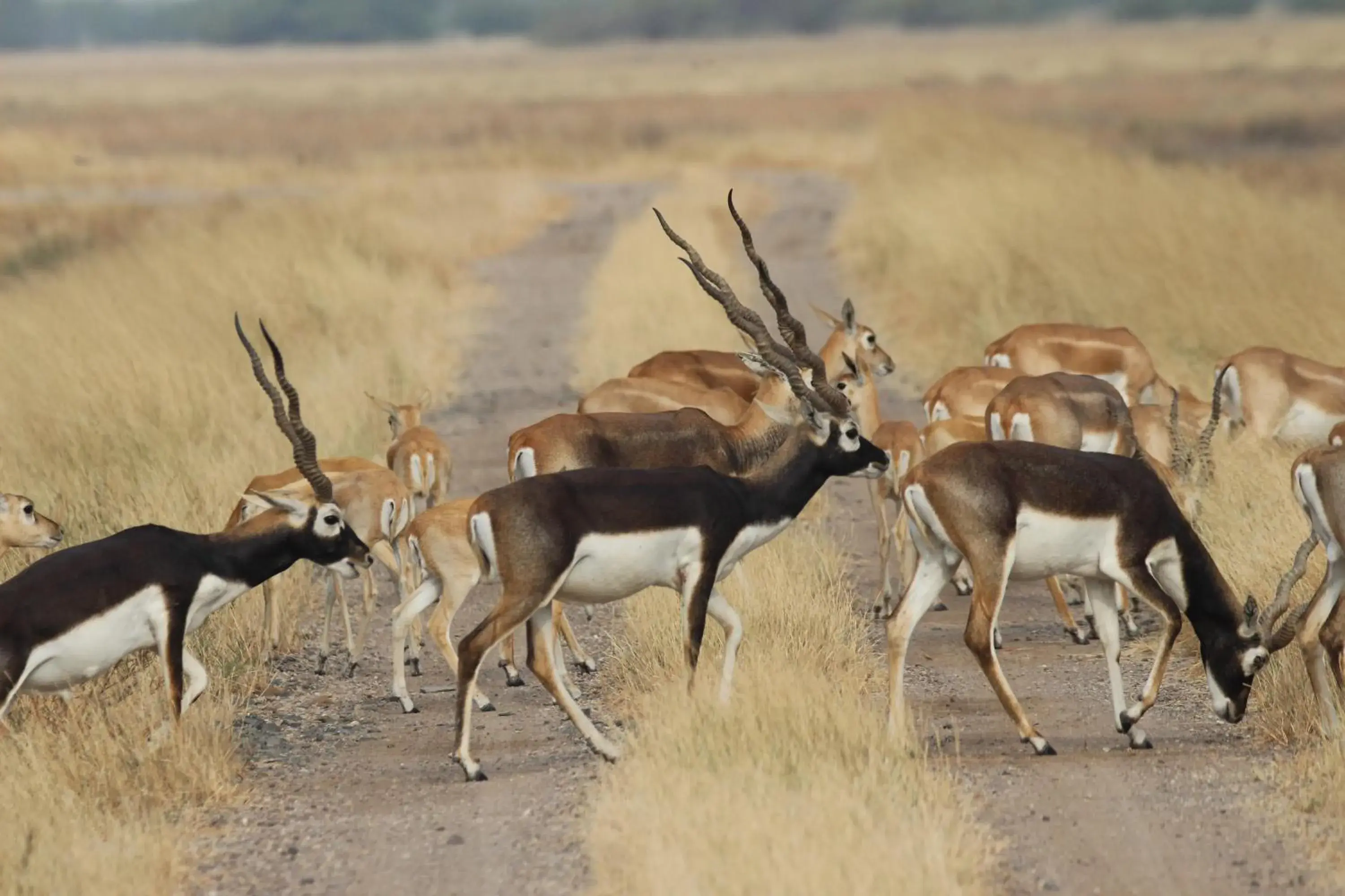 The Blackbuck Trails Velavadar The Blackbuck Trails Velavadar