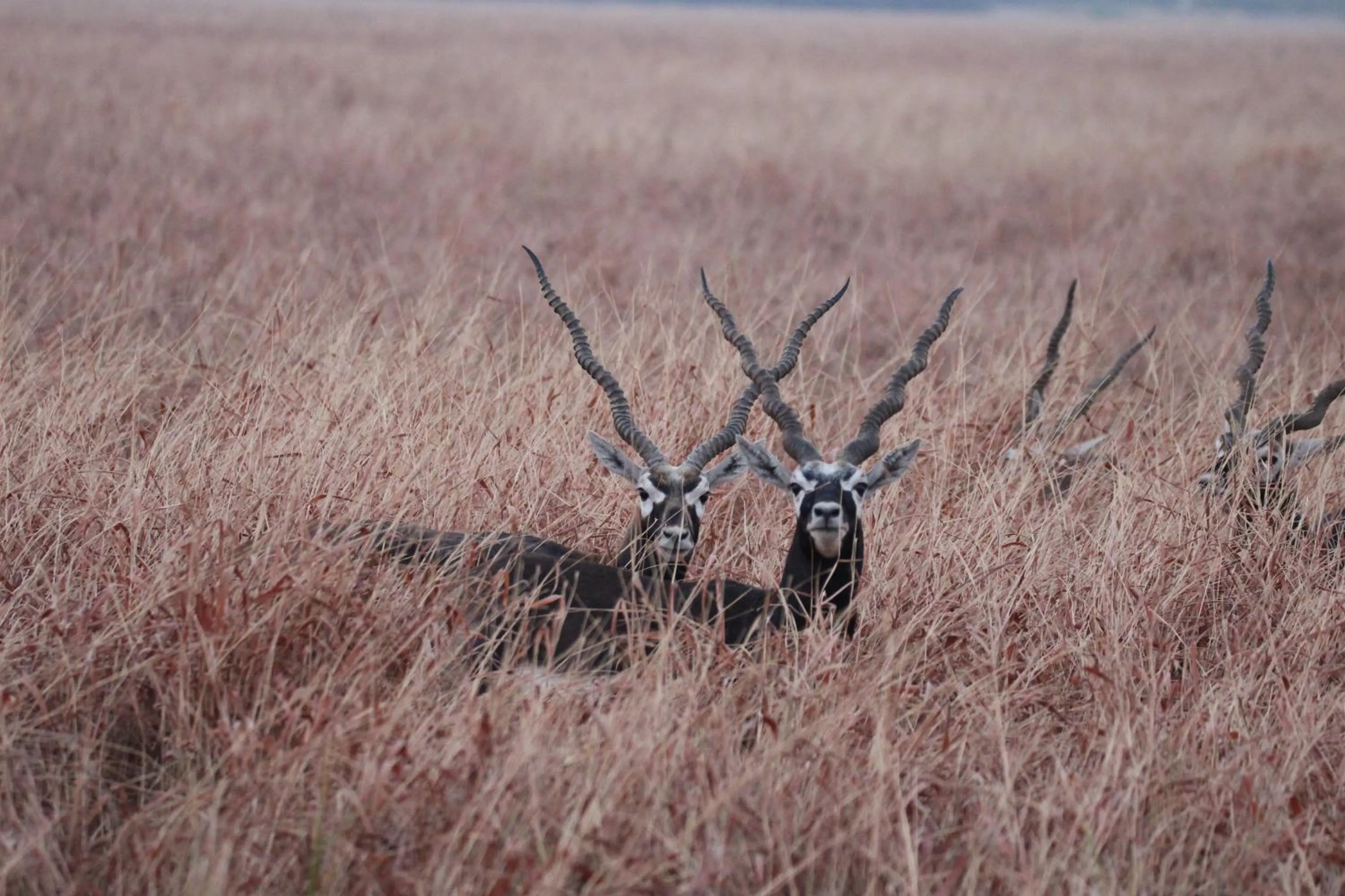 The Blackbuck Trails Velavadar