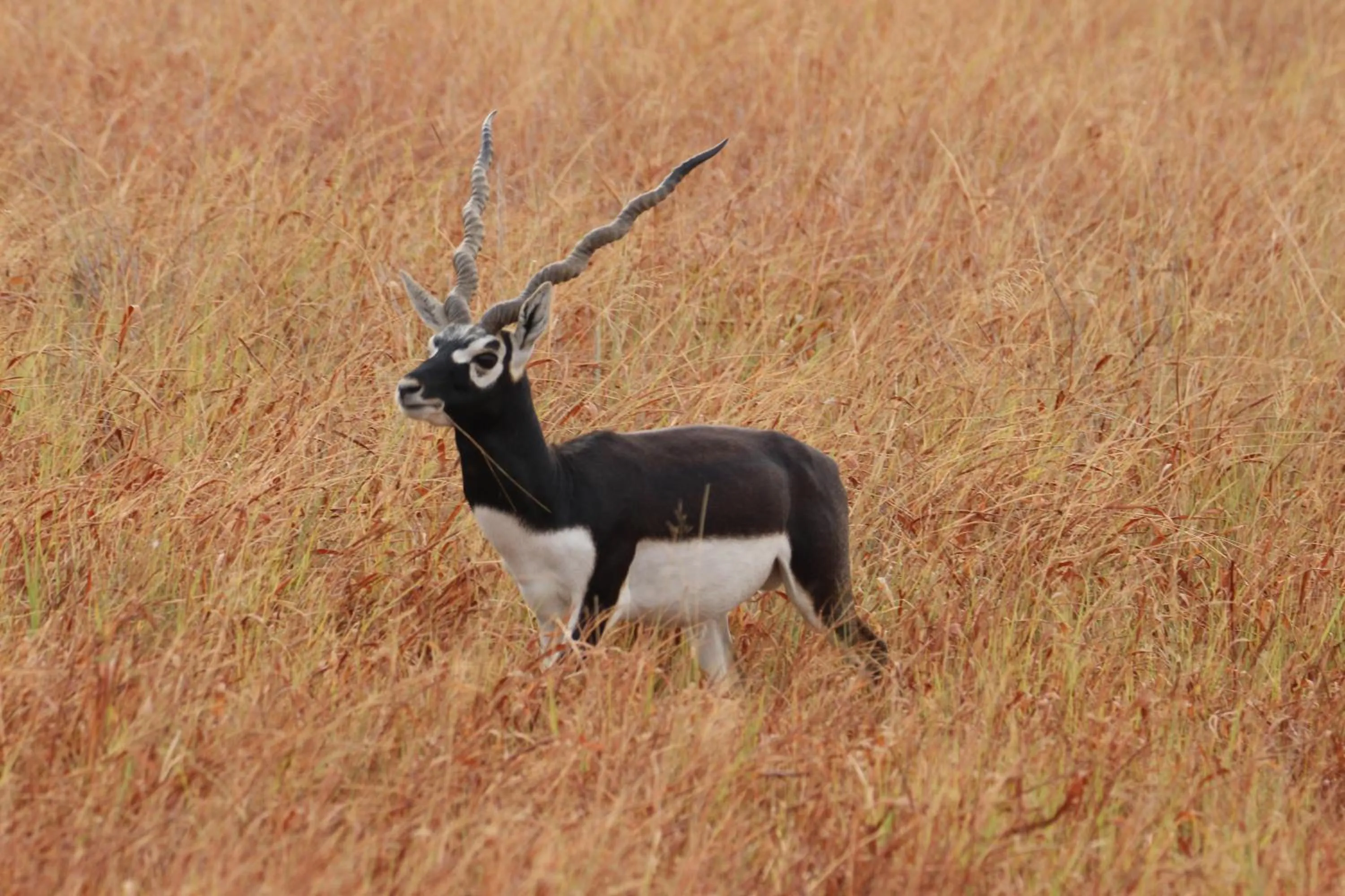 The Blackbuck Trails Velavadar