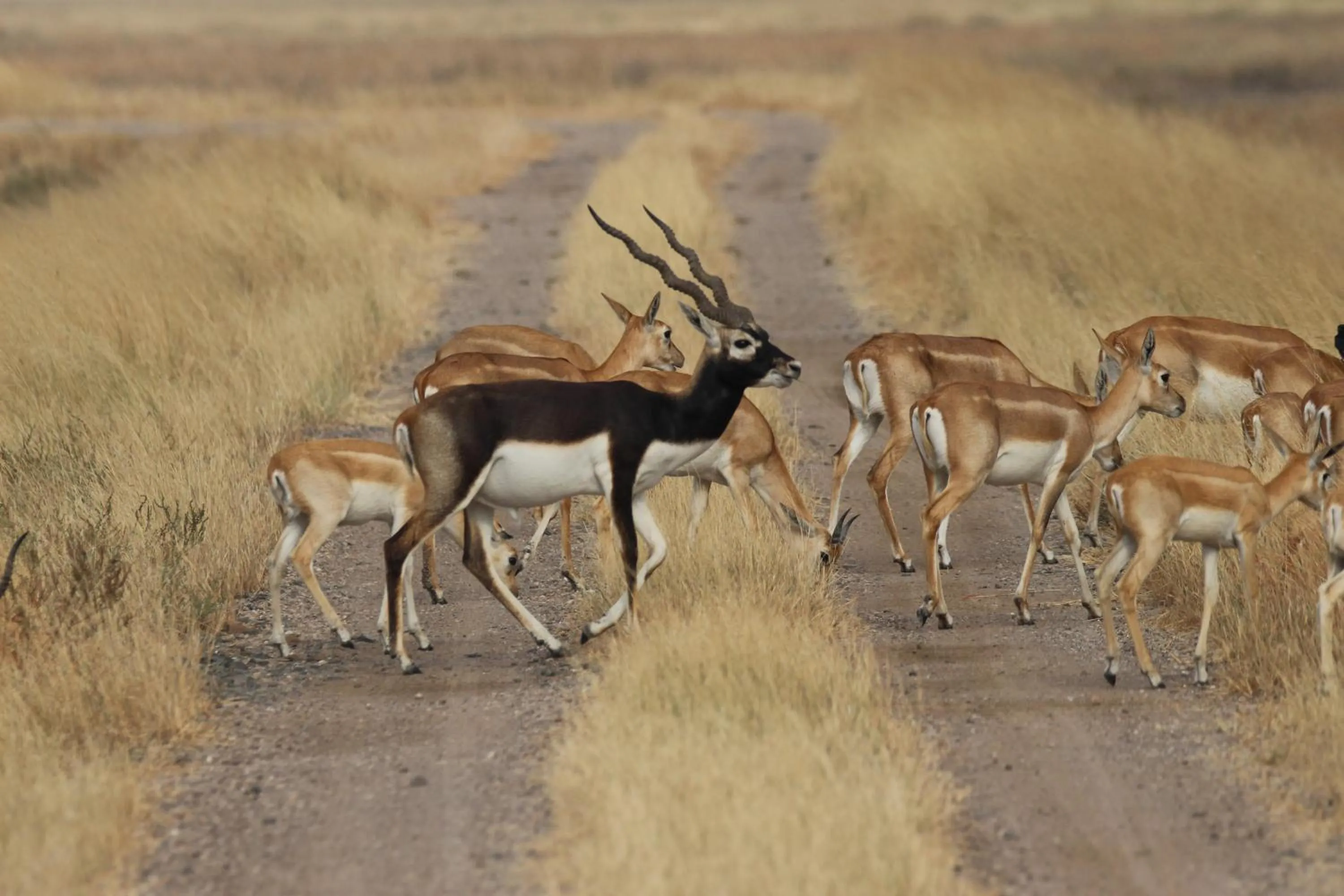 The Blackbuck Trails Velavadar