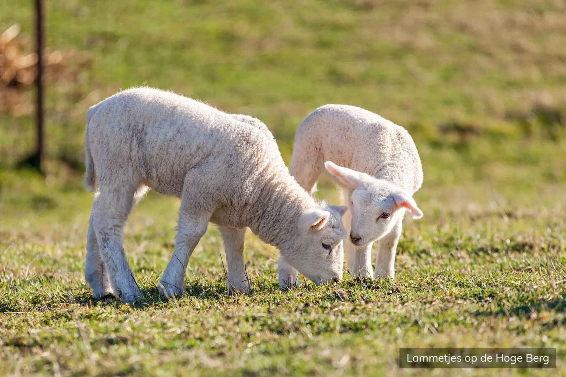 Animals in Hotel Molenbos Texel