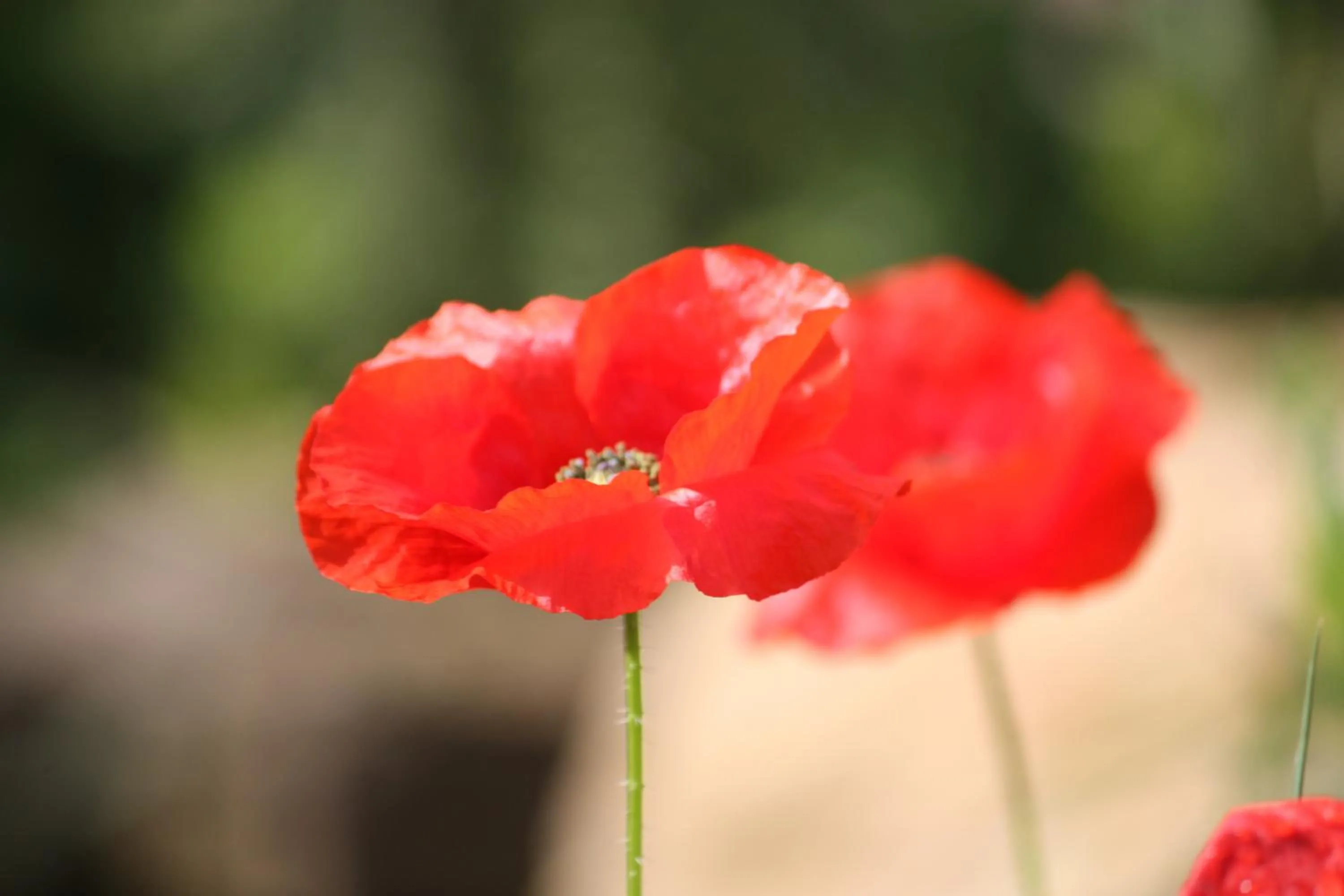 Other in Le Mas de Bertagne