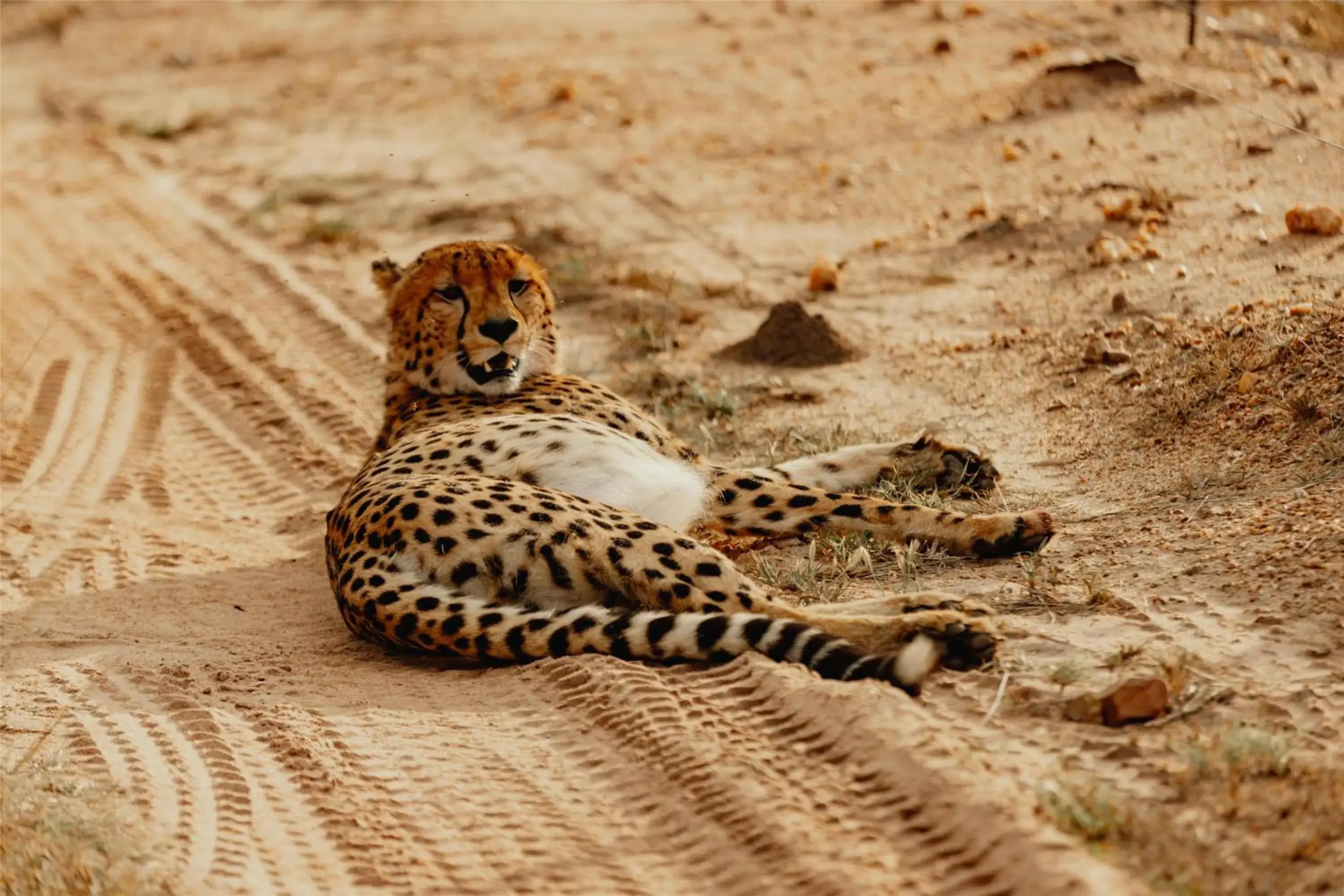 Lobby or reception in Radisson Safari Hotel Hoedspruit Lobby or reception in Radisson Safari Hotel Hoedspruit