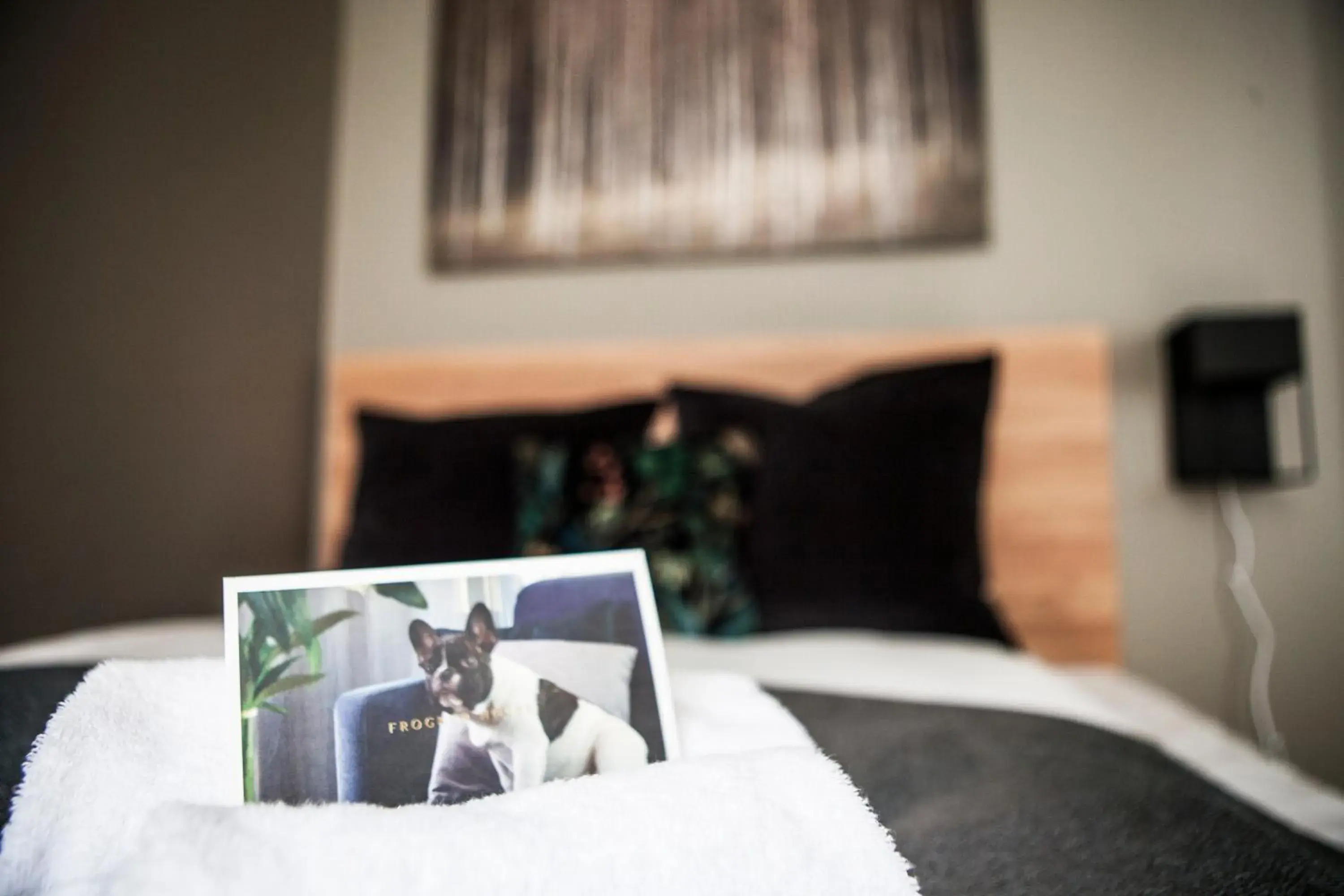 Pets, Bed in Frogner House - Nationaltheatret Pets, Bed in Frogner House - Nationaltheatret