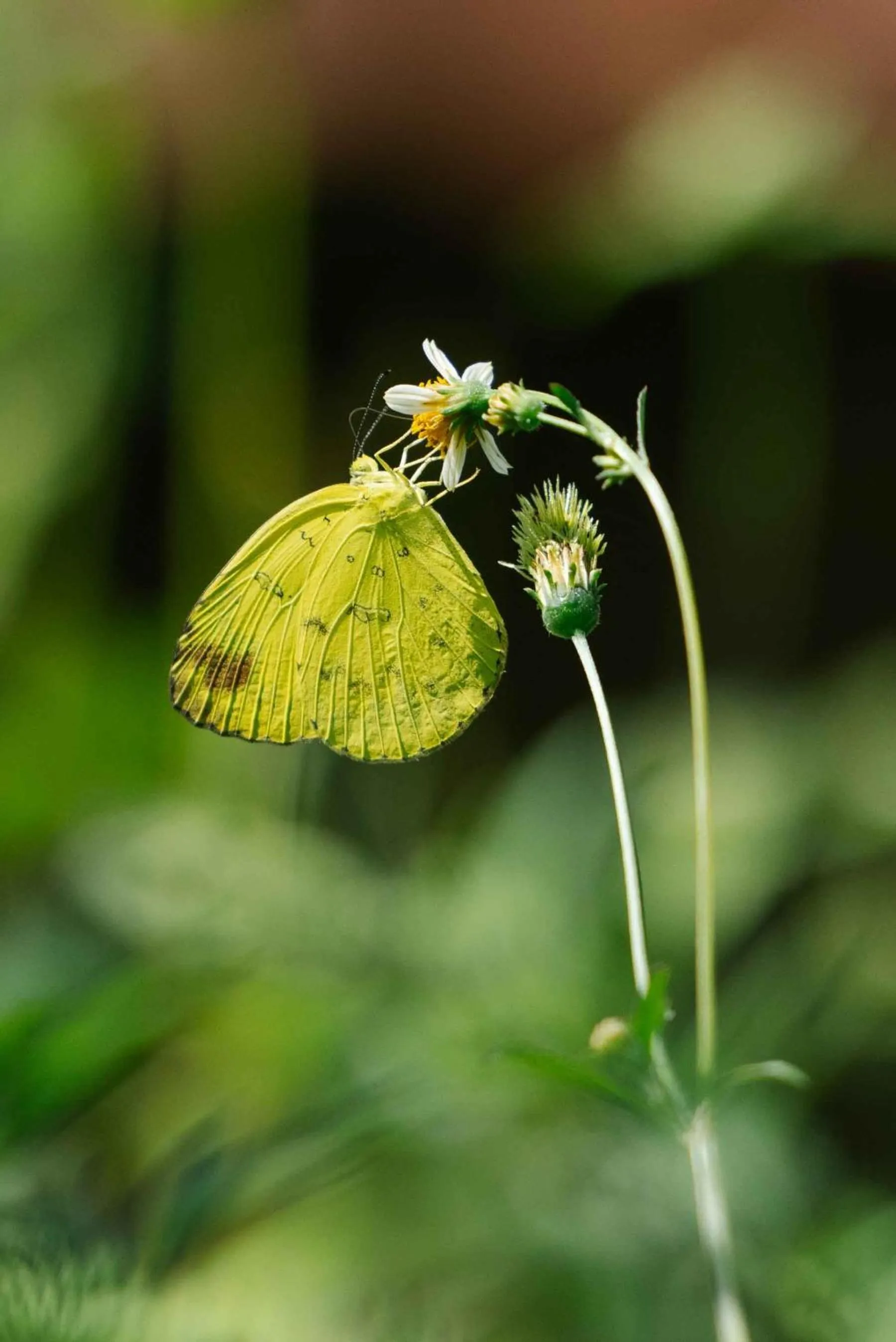 Spring in Tiger Mountain Pokhara Lodge